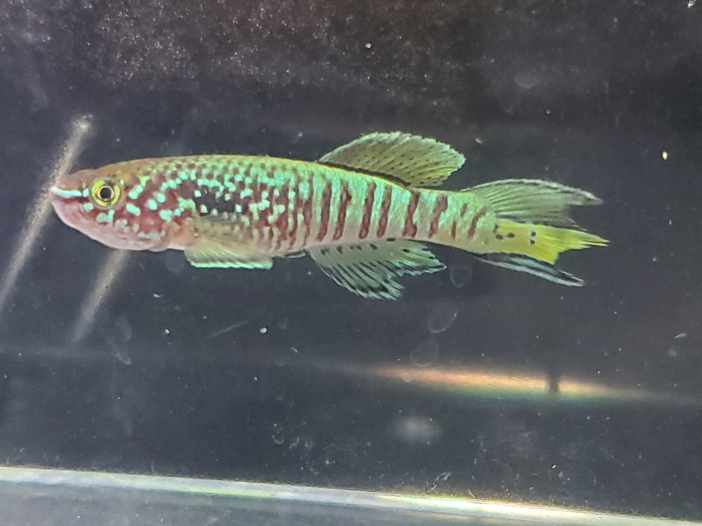 Killifish Blue Gularis (non-annual) - Pair 1M/1F