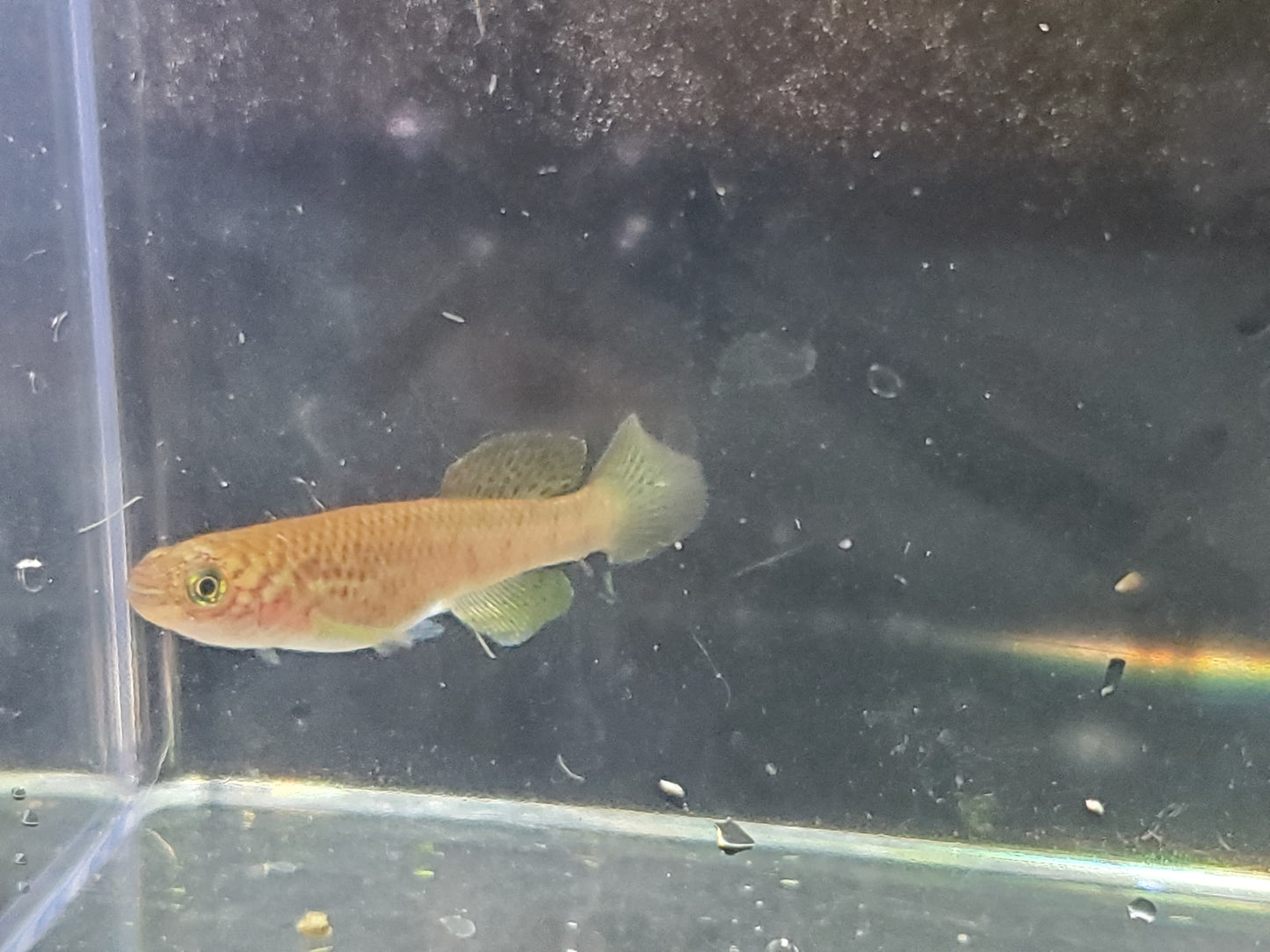 Killifish - Red Dwarf Gularis (non-annual) - Pair 1M/1F