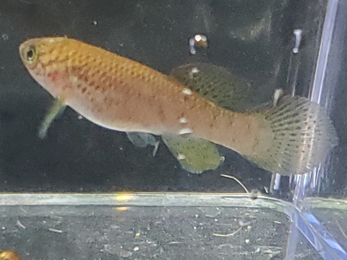 Killifish Blue Gularis (non-annual) - Pair 1M/1F
