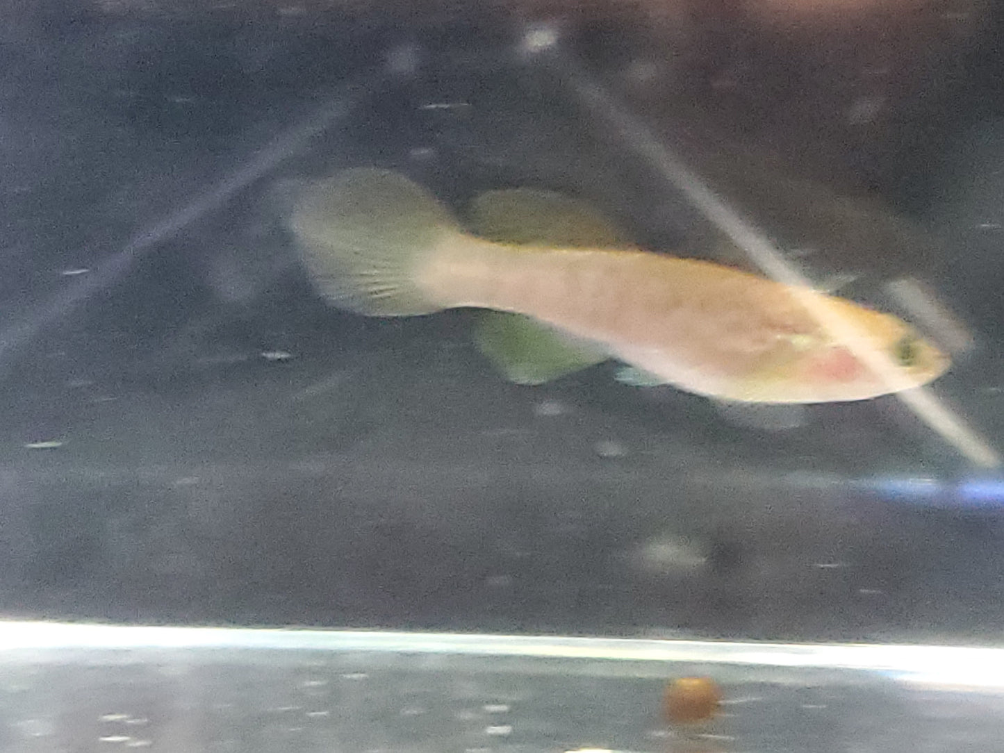 Killifish Blue Gularis (non-annual) - Pair 1M/1F