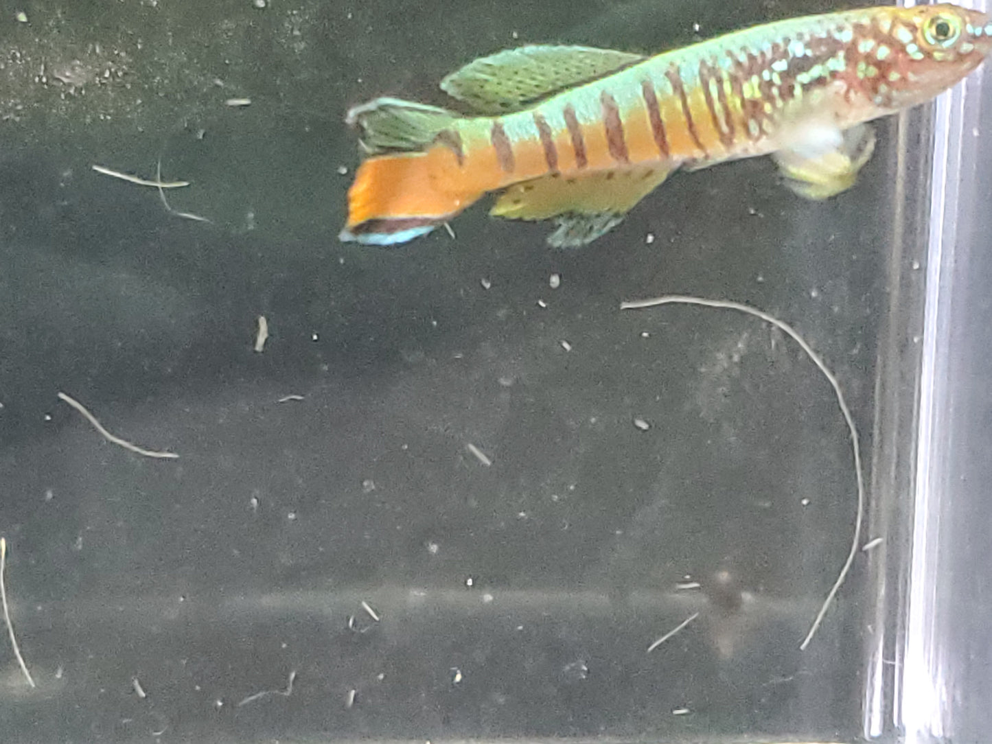 Killifish - Red Dwarf Gularis (non-annual) - Pair 1M/1F