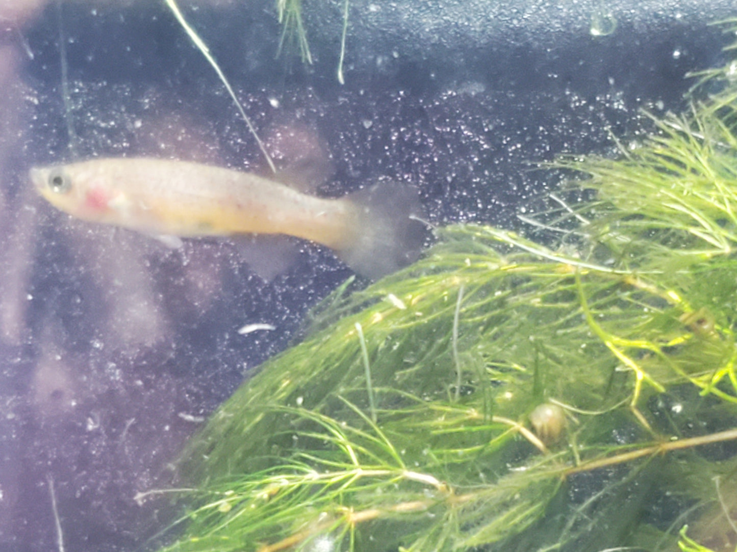 Gardner's Killifish - P82 (non-annual) - Pairs (1M/1F), Individuals, and Fry Available