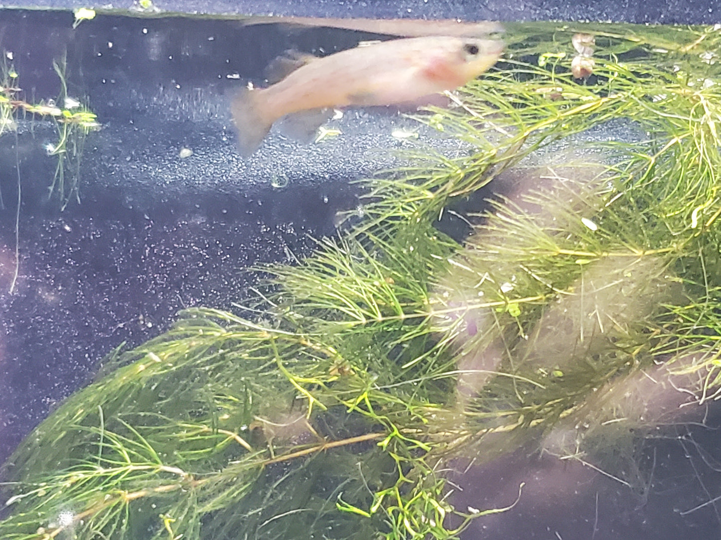 Gardner's Killifish - P82 (non-annual) - Pairs (1M/1F), Individuals, and Fry Available