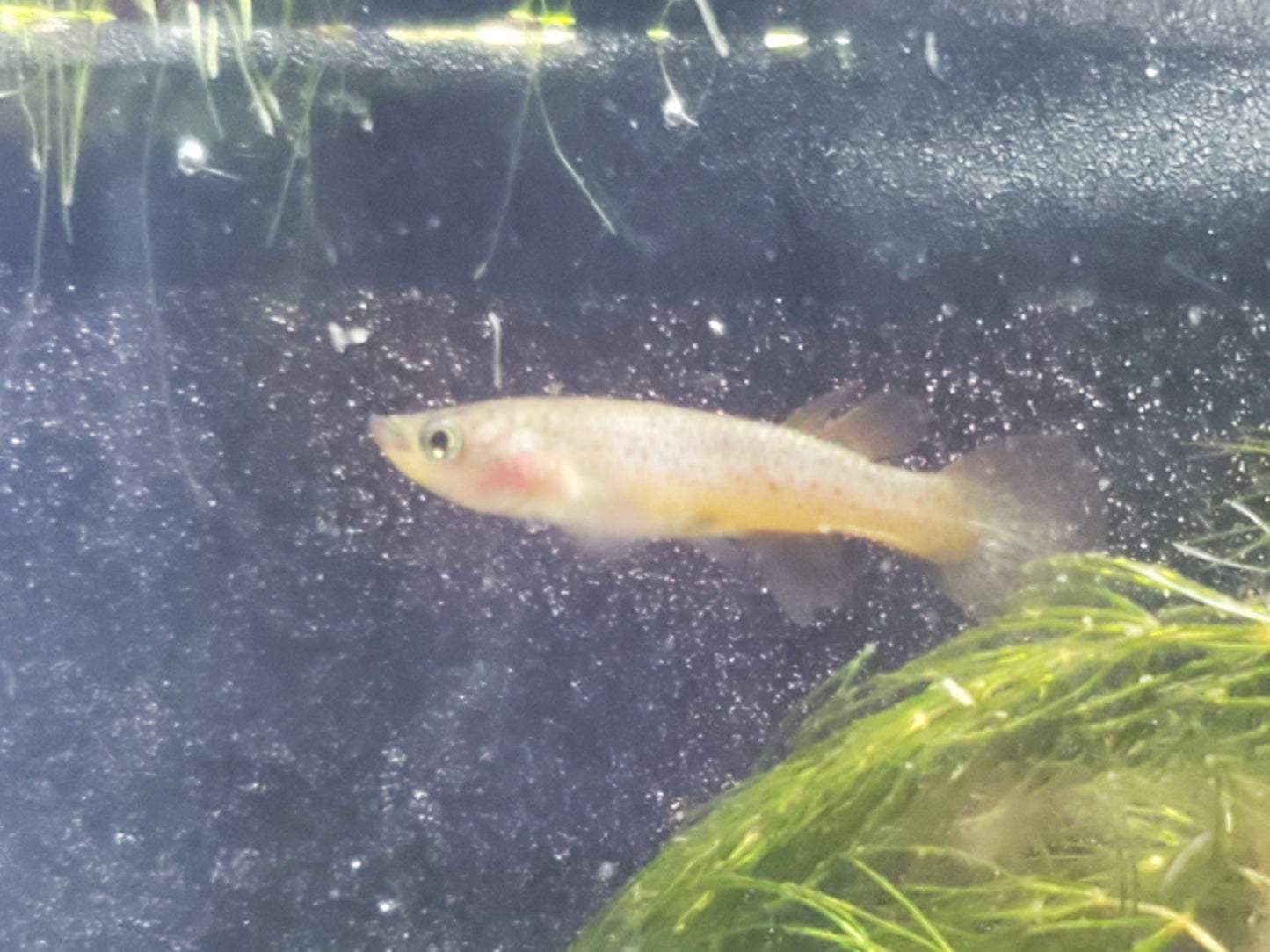 Gardner's Killifish - P82 (non-annual) - Pairs (1M/1F), Individuals, and Fry Available