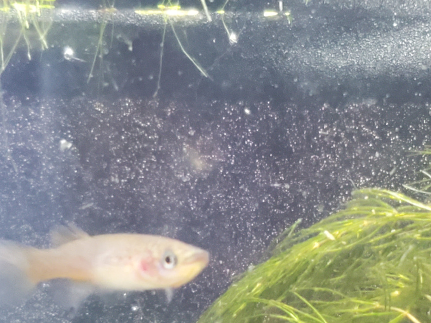Gardner's Killifish - P82 (non-annual) - Pairs (1M/1F), Individuals, and Fry Available