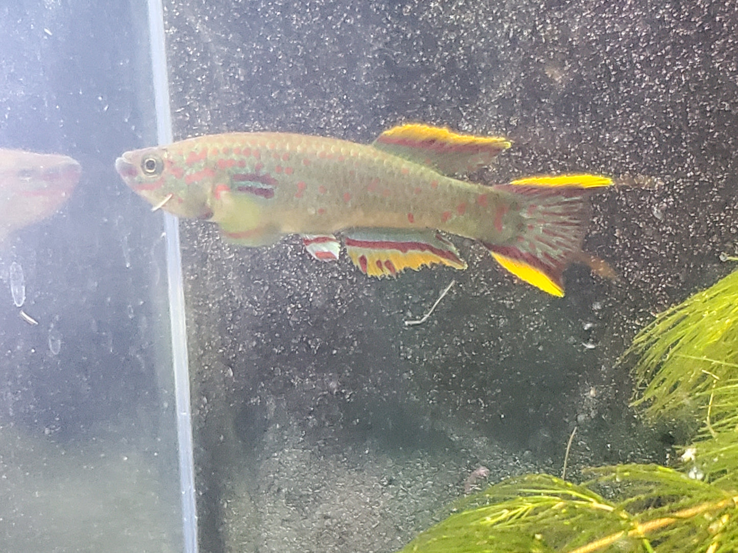 Gardner's Killifish - P82 (non-annual) - Pairs (1M/1F), Individuals, and Fry Available