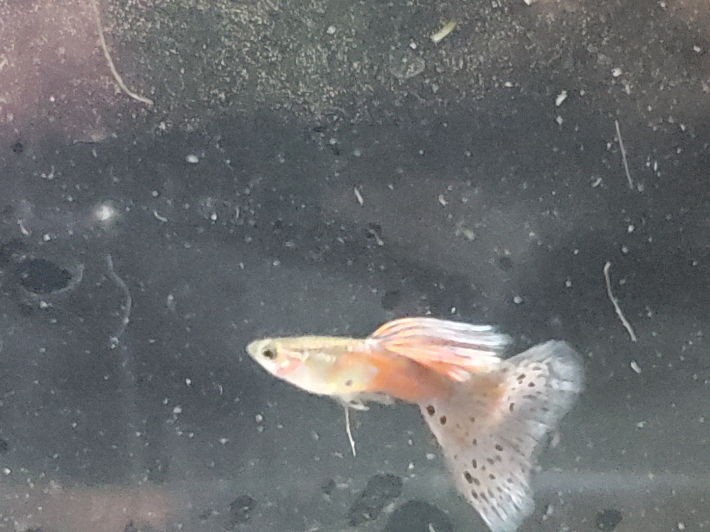 Pink Grass Guppy - Trios (1M/2F), Individuals, and Fry Available