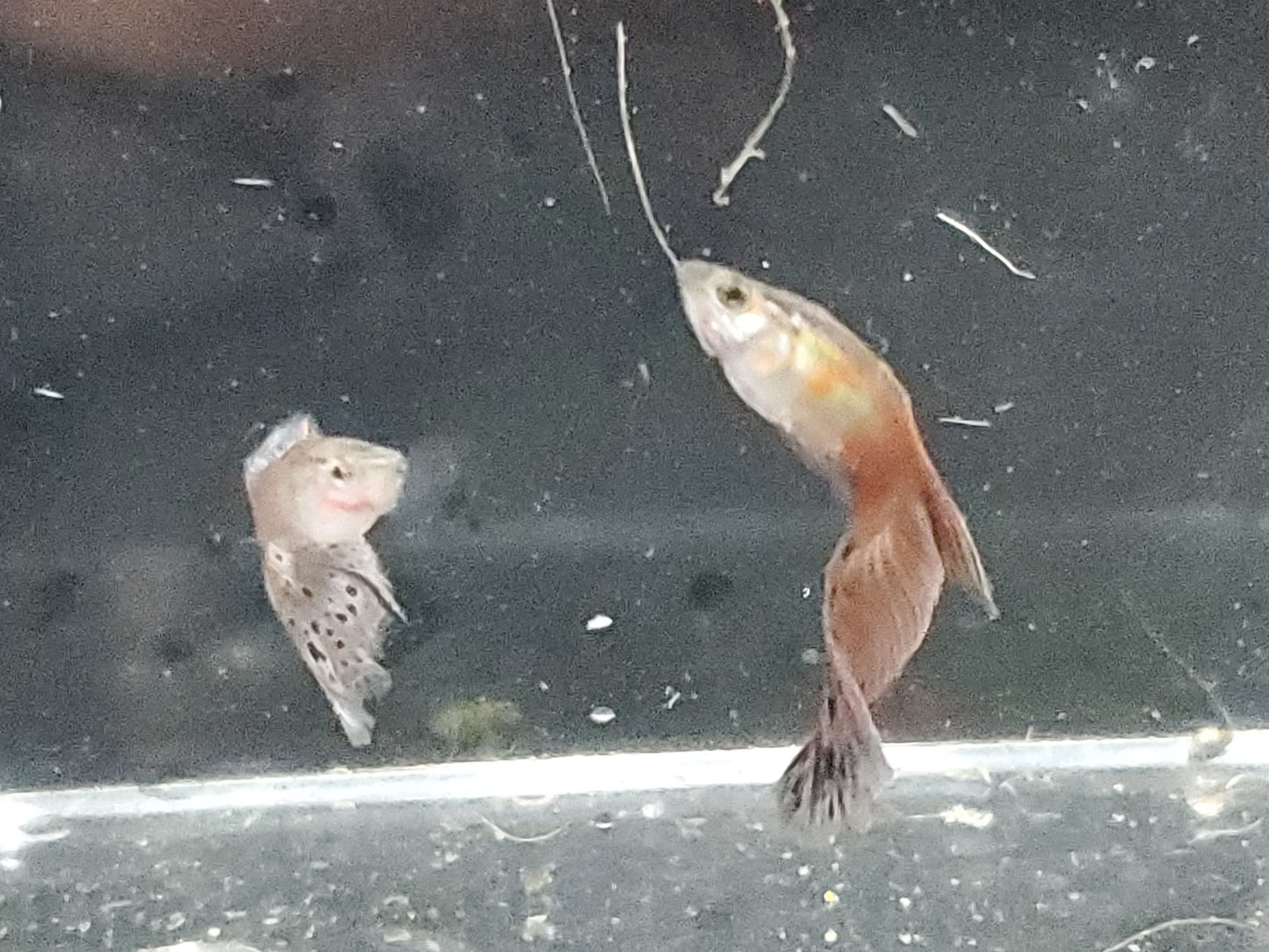 Pink Grass Guppy - Trios (1M/2F), Individuals, and Fry Available