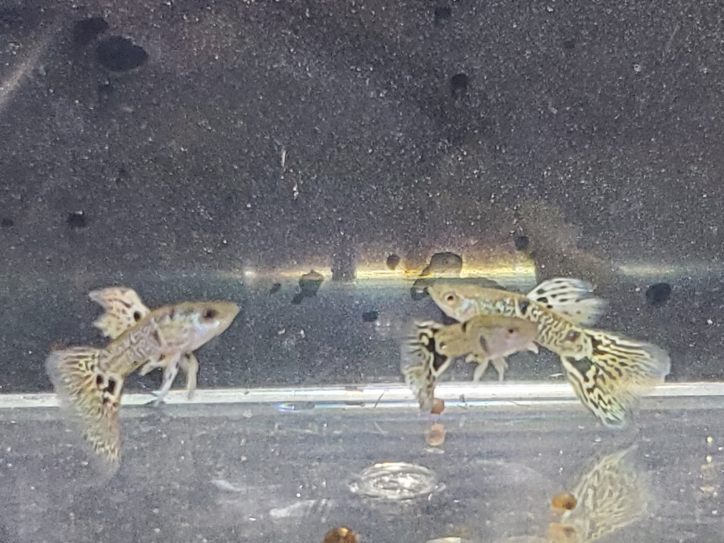Yellow Tiger King Cobra Guppy - Trios (1M/2F), Individuals, and Fry Available