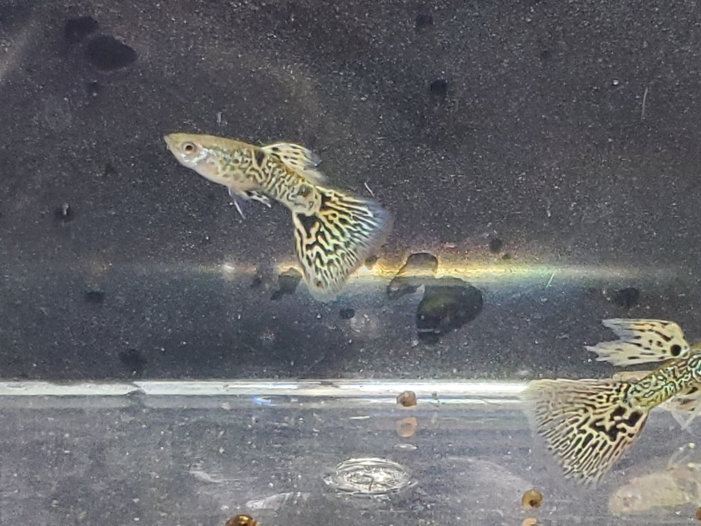 Yellow Tiger King Cobra Guppy - Trios (1M/2F), Individuals, and Fry Available