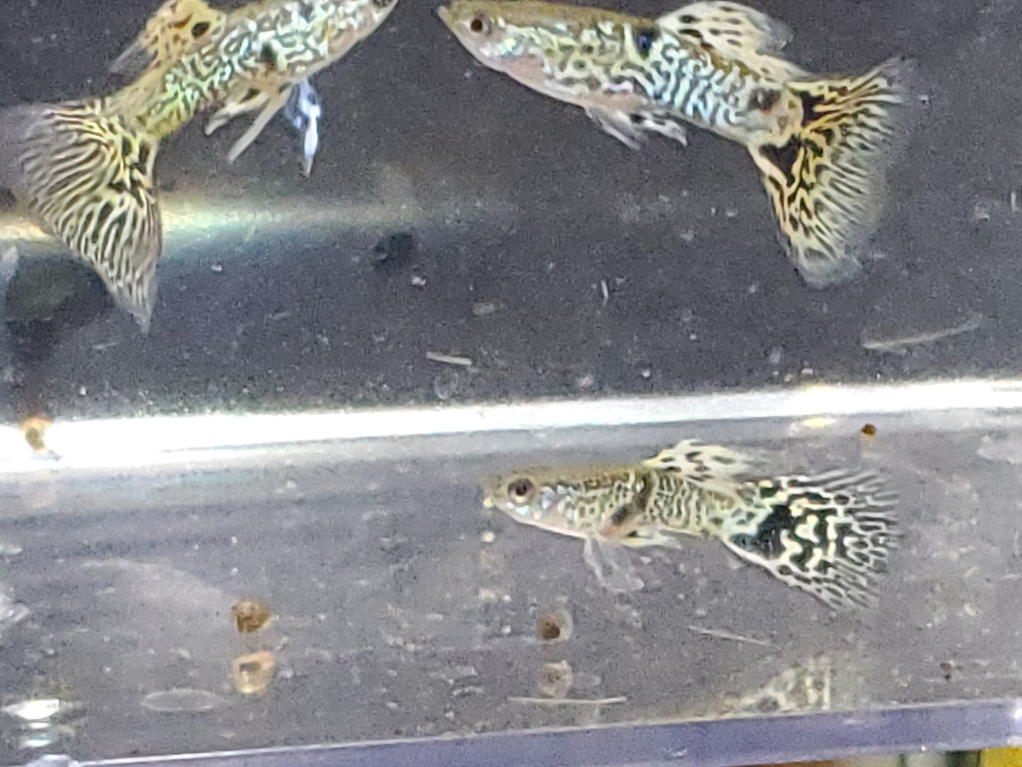 Yellow Tiger King Cobra Guppy - Trios (1M/2F), Individuals, and Fry Available