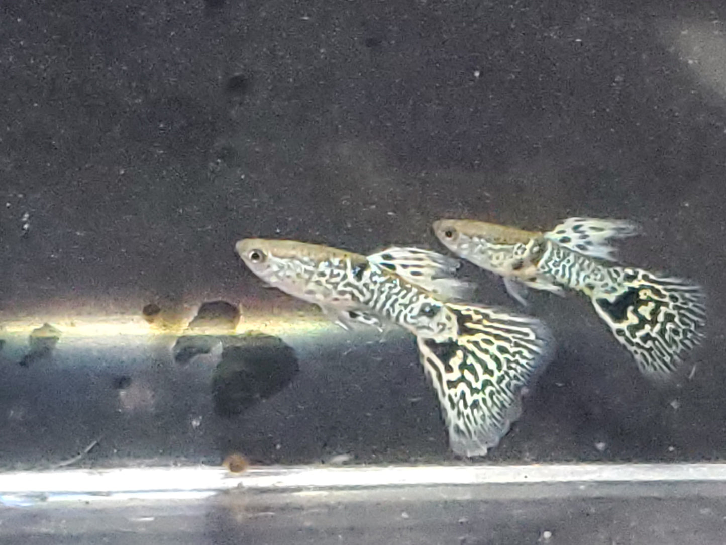 Yellow Tiger King Cobra Guppy - Trios (1M/2F), Individuals, and Fry Available