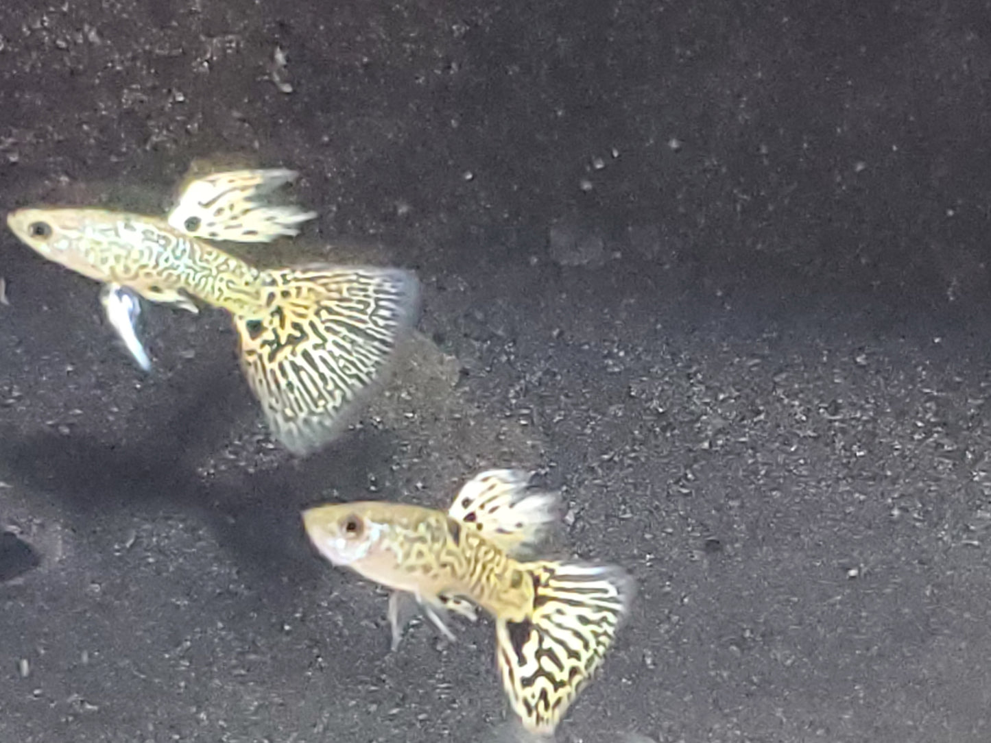 Yellow Tiger King Cobra Guppy - Trios (1M/2F), Individuals, and Fry Available