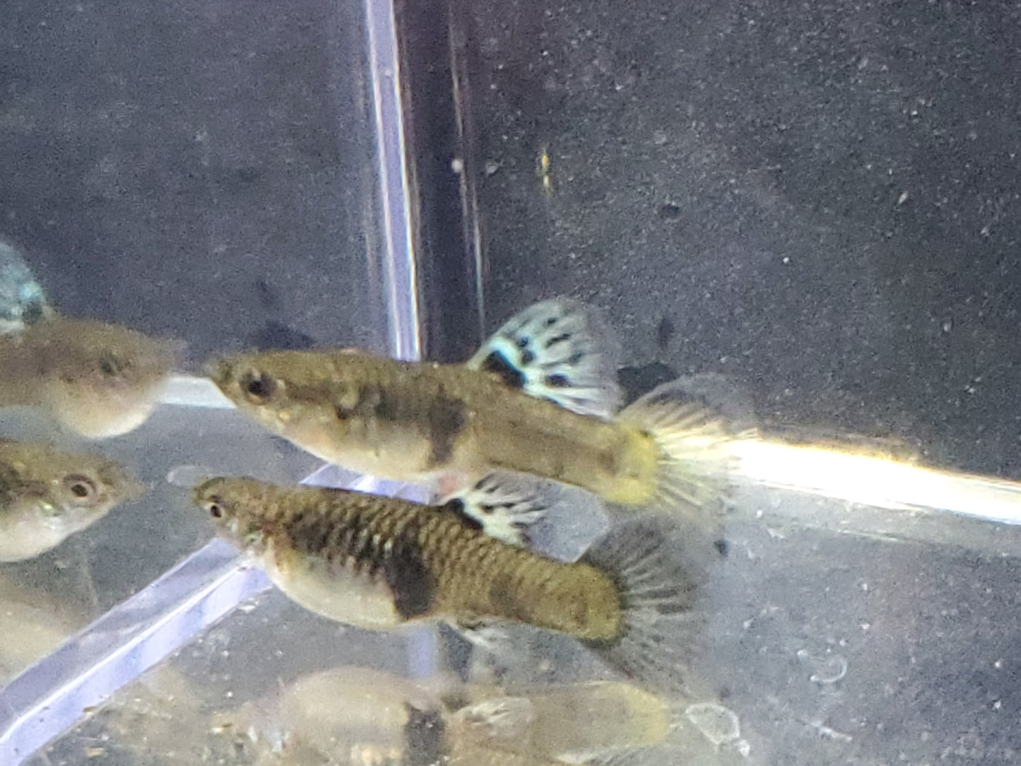 Yellow Tiger King Cobra Guppy - Trios (1M/2F), Individuals, and Fry Available