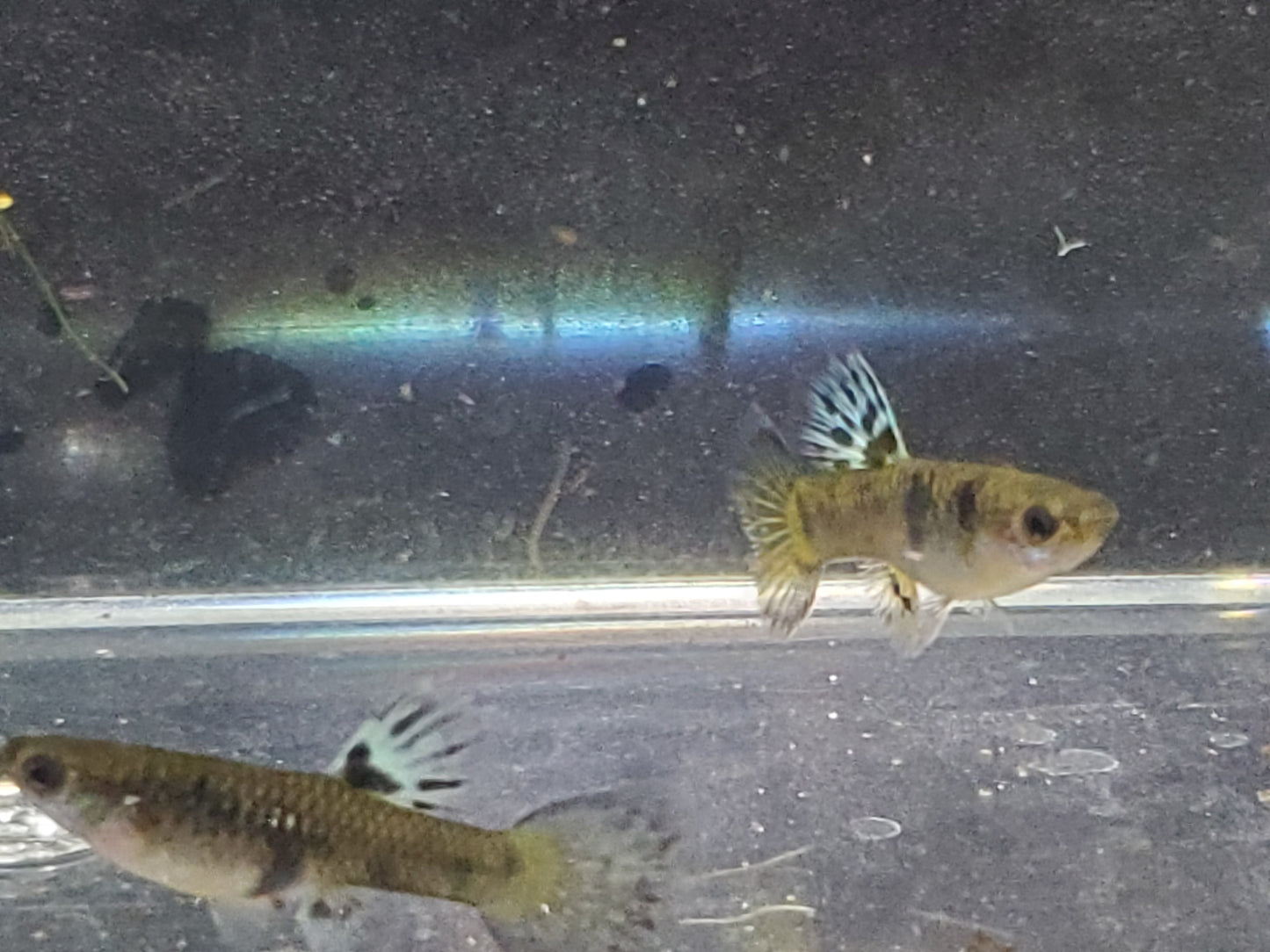 Yellow Tiger King Cobra Guppy - Trios (1M/2F), Individuals, and Fry Available
