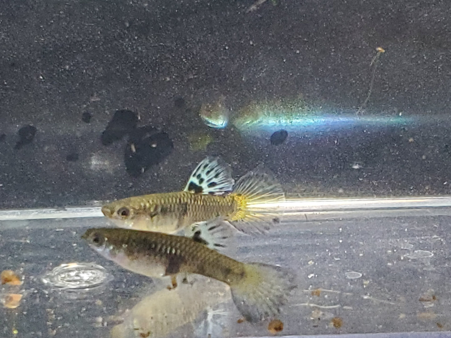 Yellow Tiger King Cobra Guppy - Trios (1M/2F), Individuals, and Fry Available