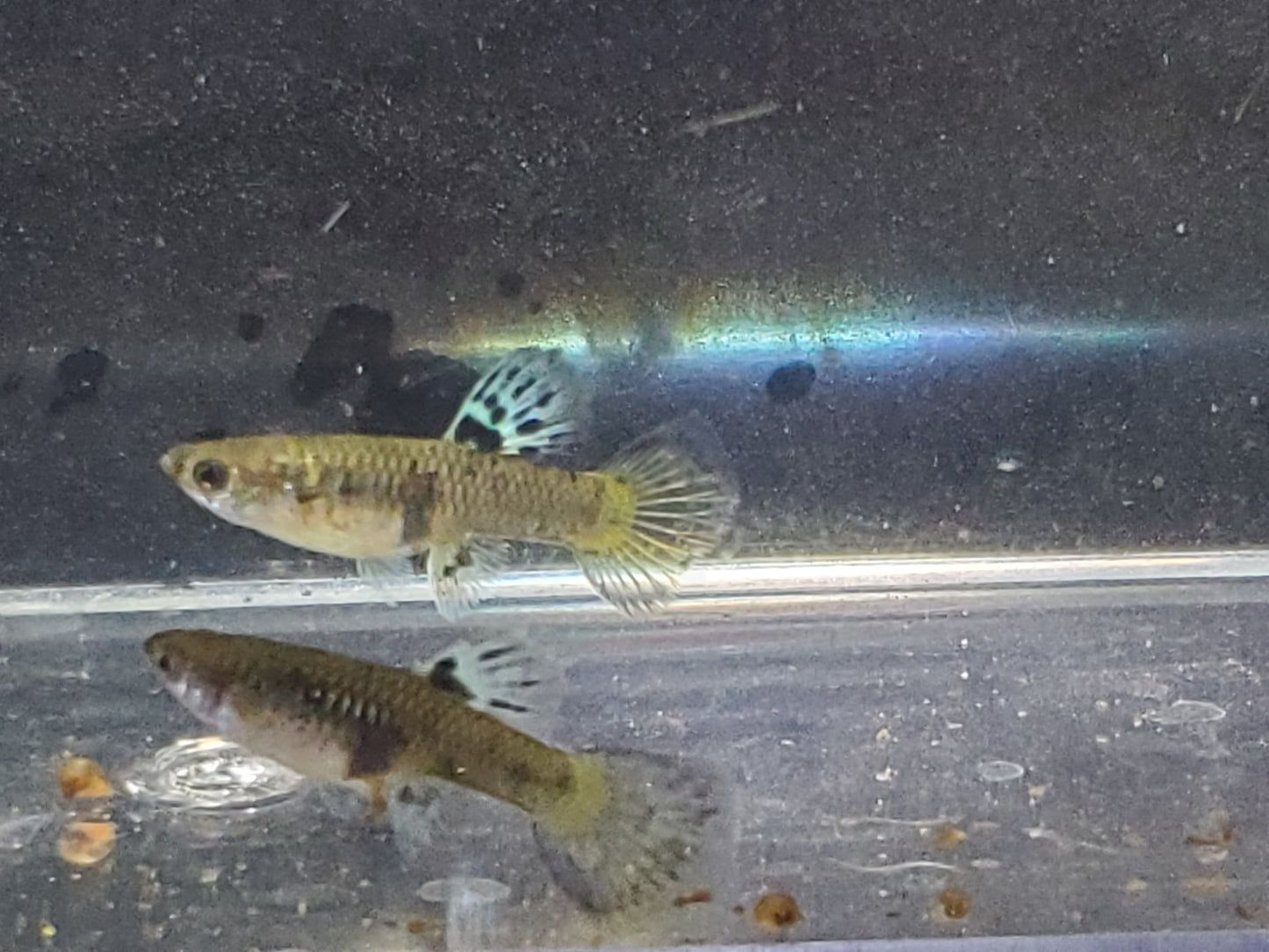 Yellow Tiger King Cobra Guppy - Trios (1M/2F), Individuals, and Fry Available