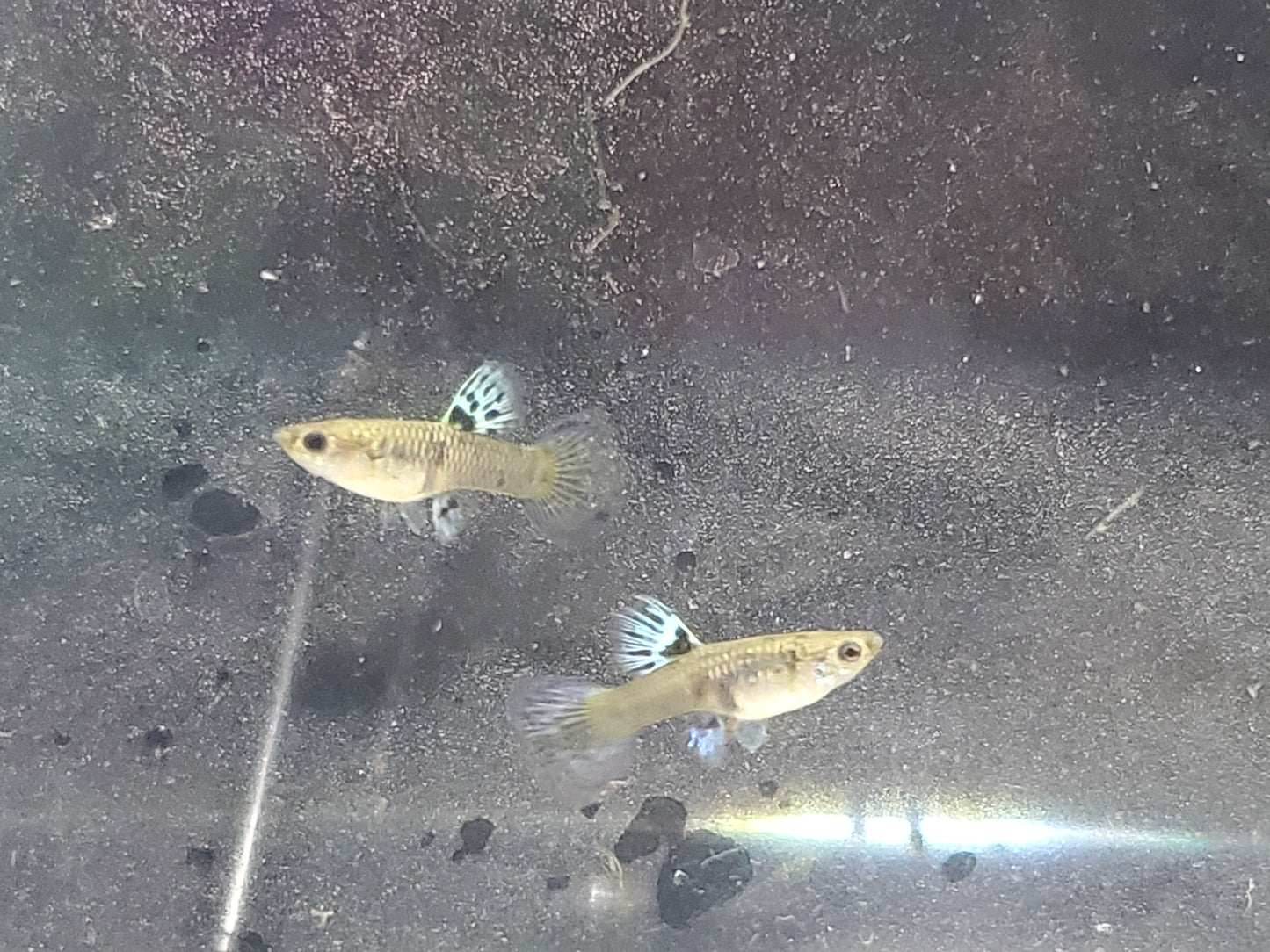 Yellow Tiger King Cobra Guppy - Trios (1M/2F), Individuals, and Fry Available