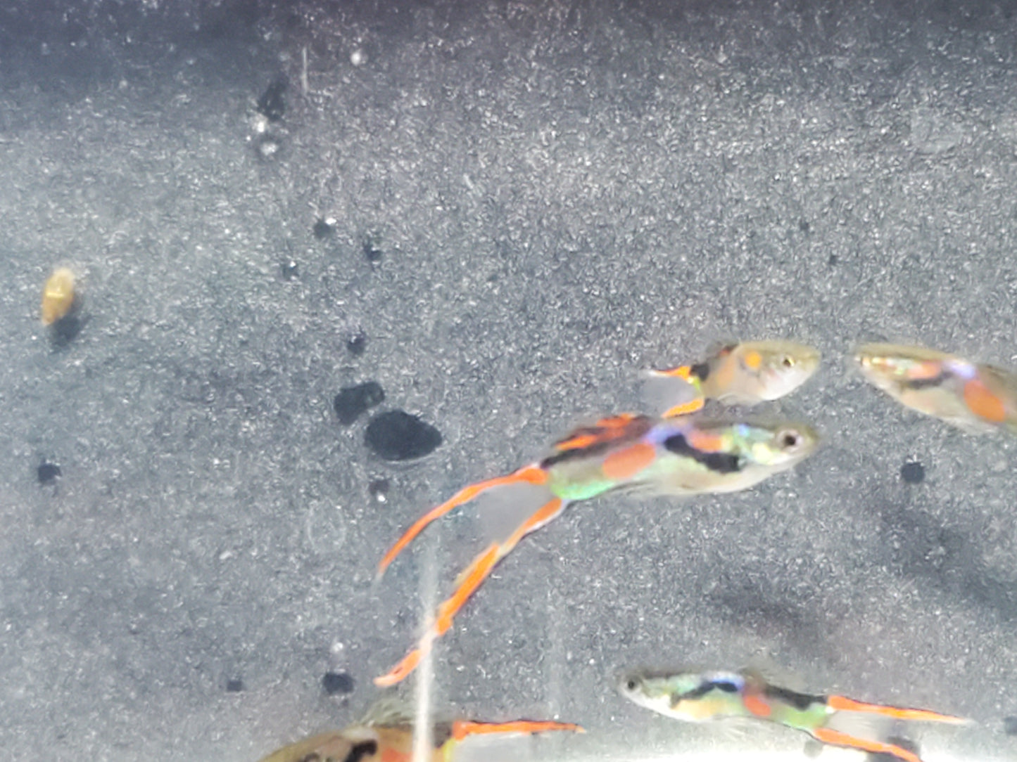 Red Asian Lyretail Endler - Trios (1M/2F), Individuals, and Fry Available