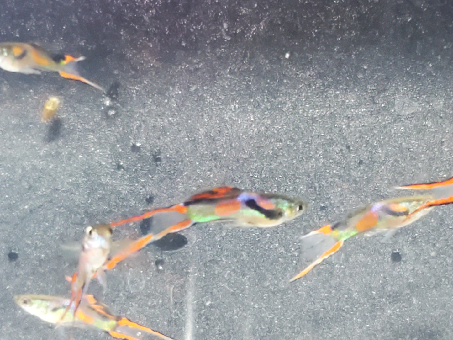Red Asian Lyretail Endler - Trios (1M/2F), Individuals, and Fry Available