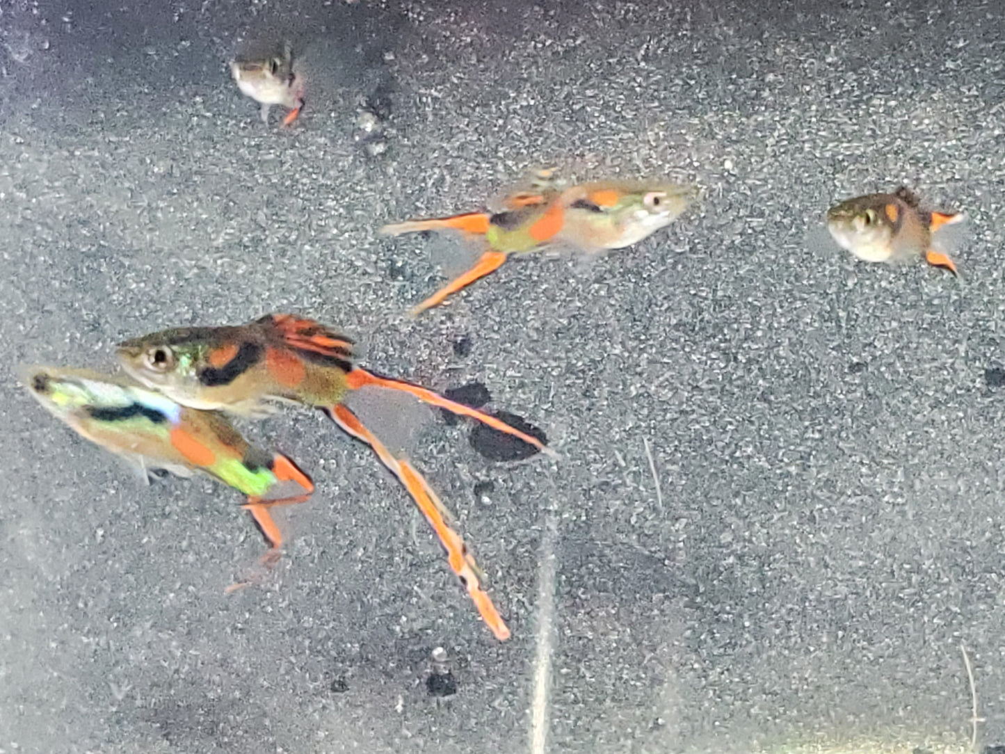 Red Asian Lyretail Endler - Trios (1M/2F), Individuals, and Fry Available