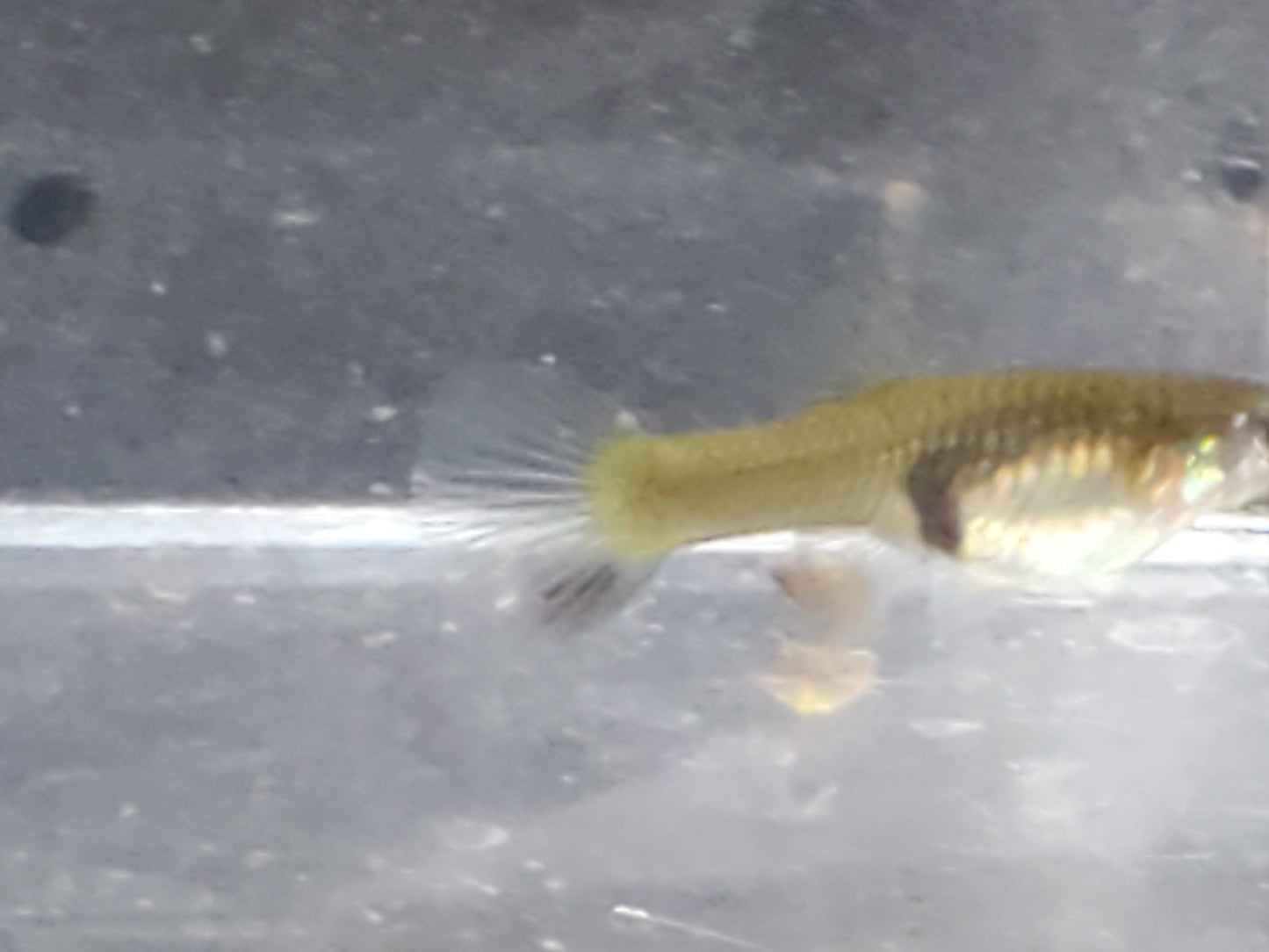 Red Asian Lyretail Endler - Trios (1M/2F), Individuals, and Fry Available