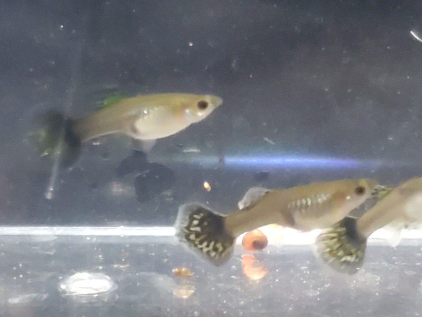 Fancy Dragon Guppy - Trios (1M/2F) - Groups, Individuals, and Fry Available