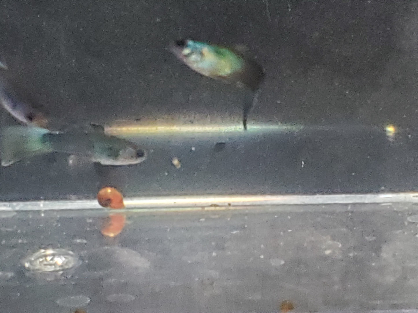 Blue Moscow Guppy - Trios (1M/2F), Individuals, and Fry Available