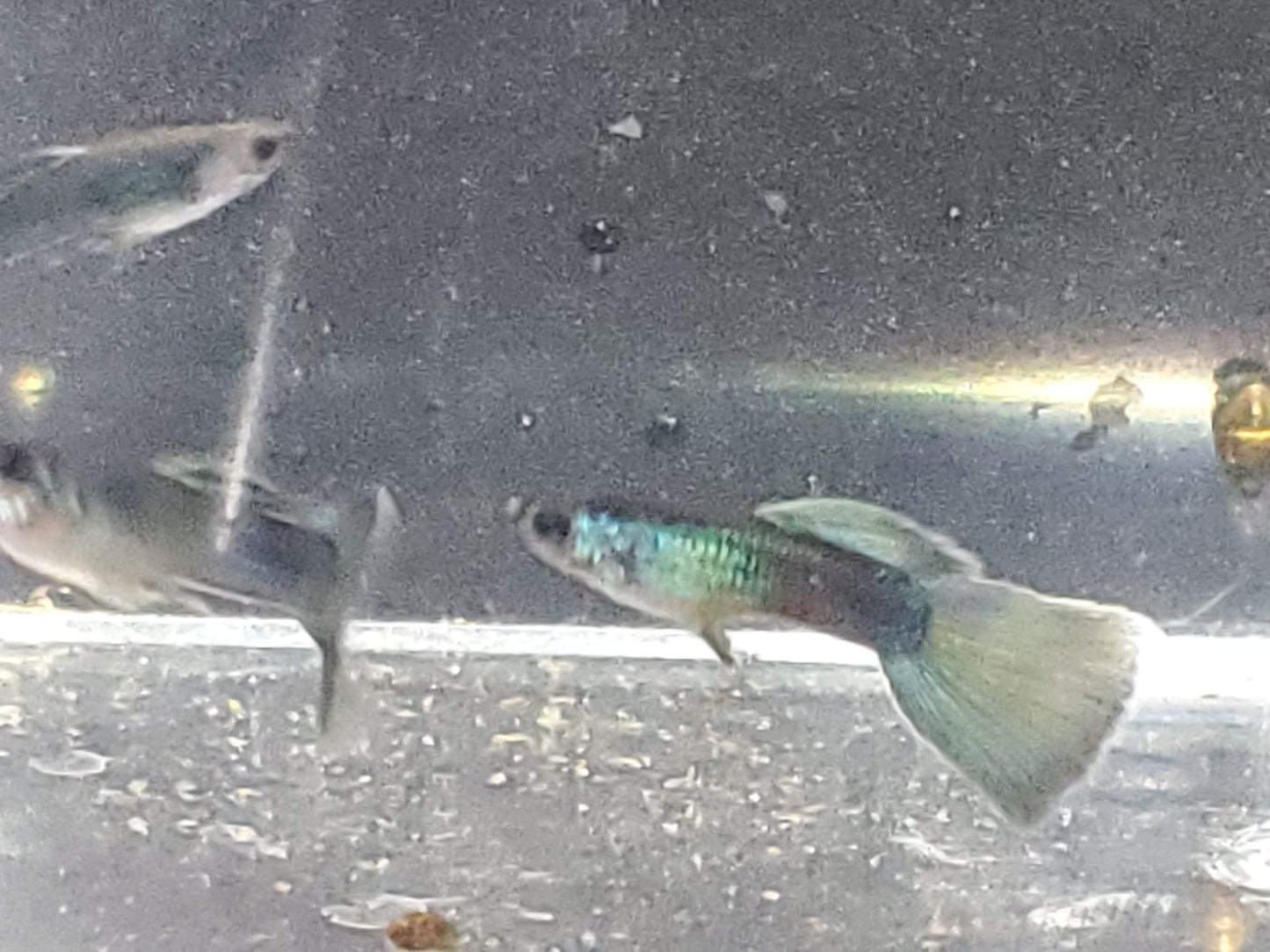 Blue Moscow Guppy - Trios (1M/2F), Individuals, and Fry Available
