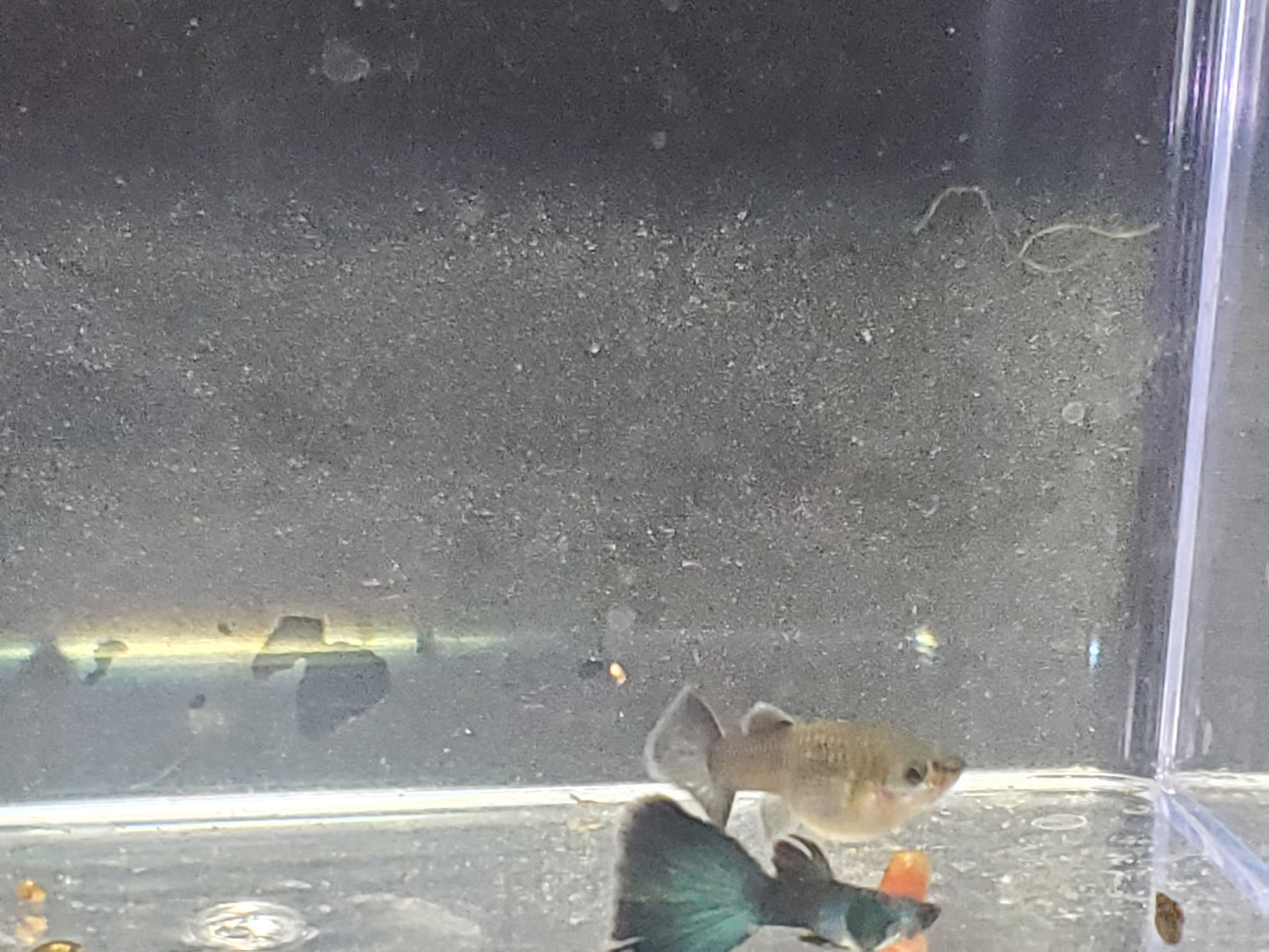 Green Moscow Guppy - Trios (1M/2F) - Groups, Individuals, and Fry Available