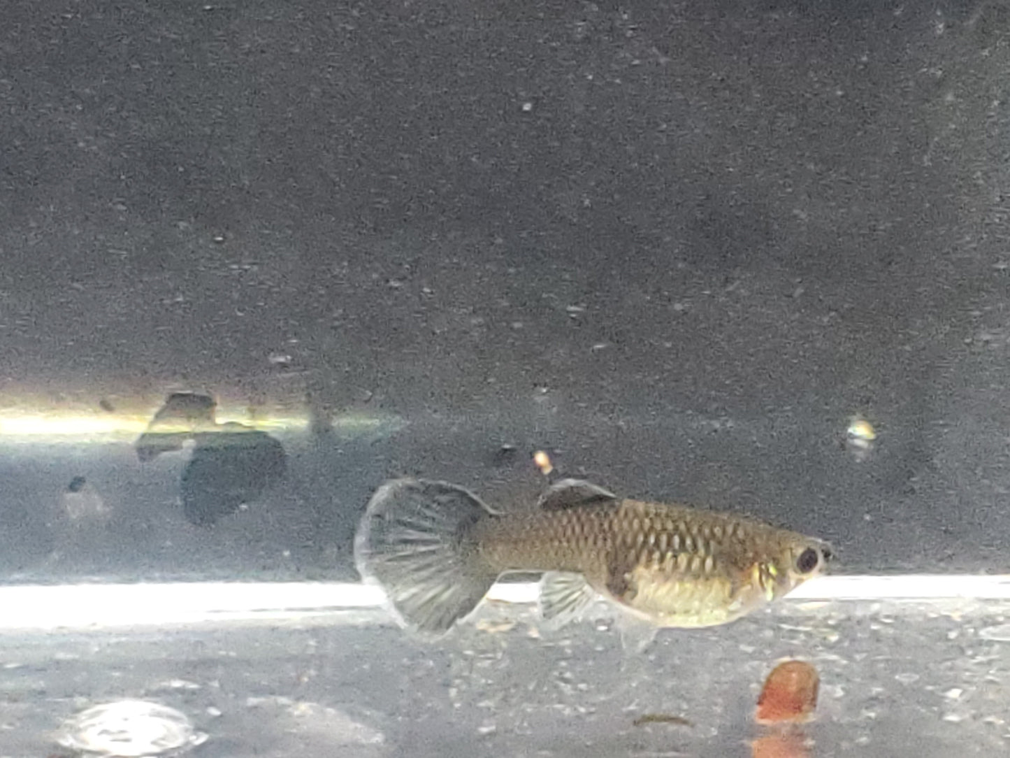 Blue Moscow Guppy - Trios (1M/2F), Individuals, and Fry Available