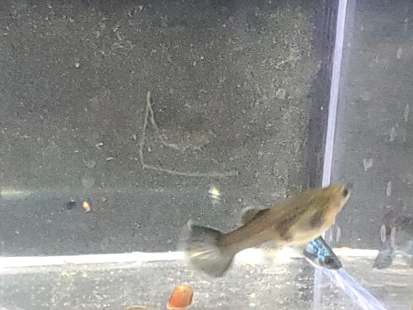 Green Moscow Guppy - Trios (1M/2F) - Groups, Individuals, and Fry Available