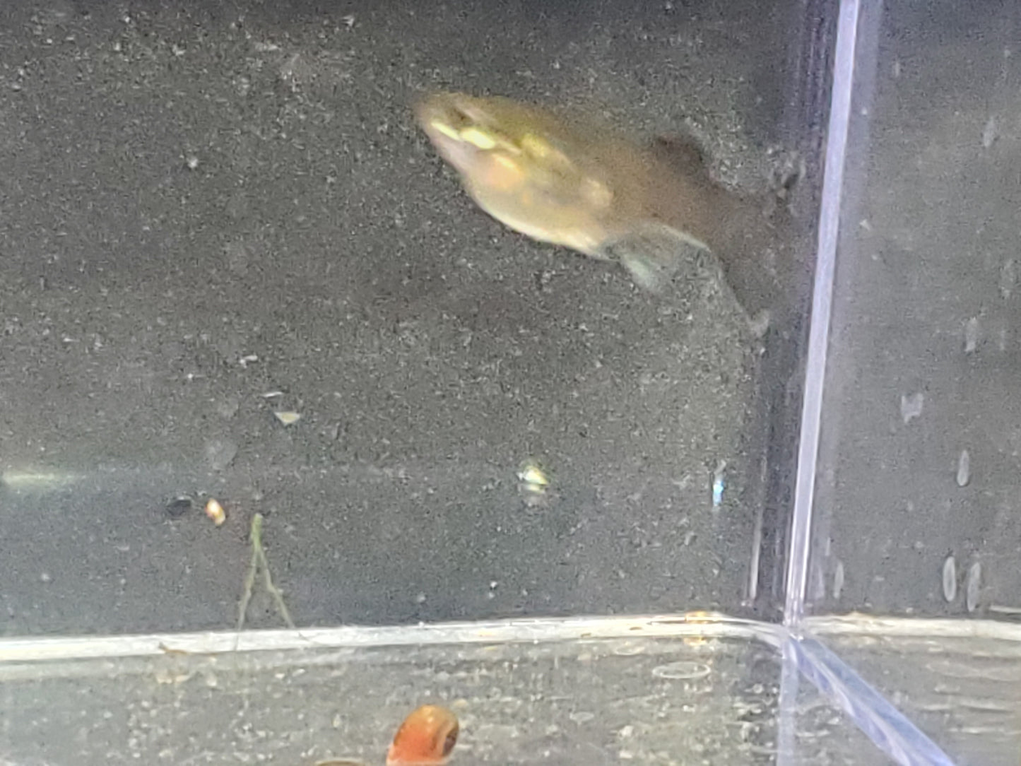 Blue Moscow Guppy - Trios (1M/2F), Individuals, and Fry Available
