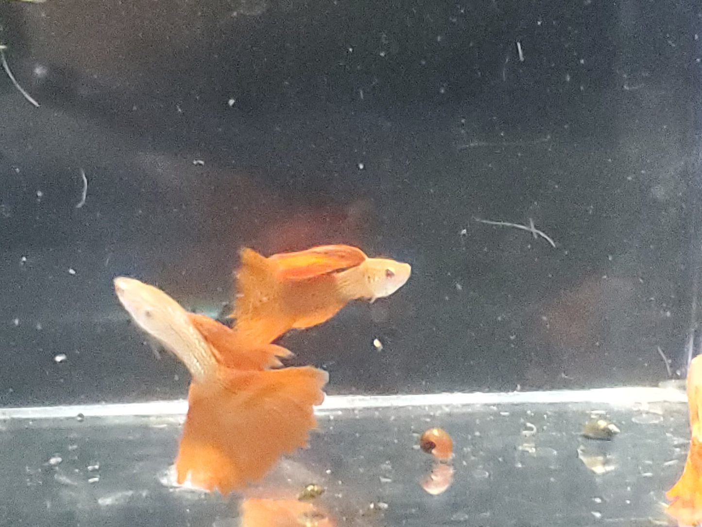 Albino Red Lace Guppy - Trios (1M/2F), Individuals, and Fry Available
