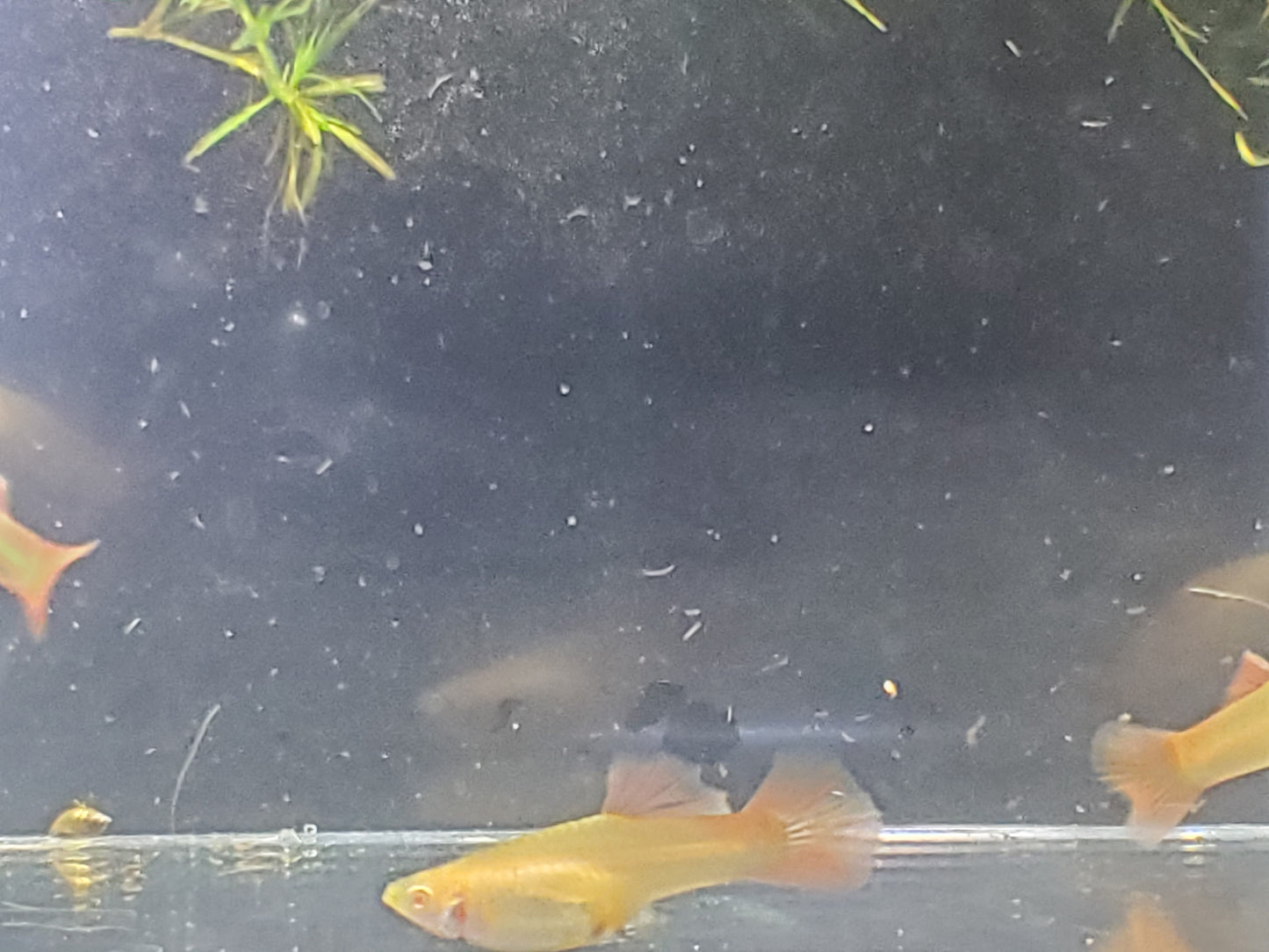 Albino Red Lace Guppy - Trios (1M/2F), Individuals, and Fry Available