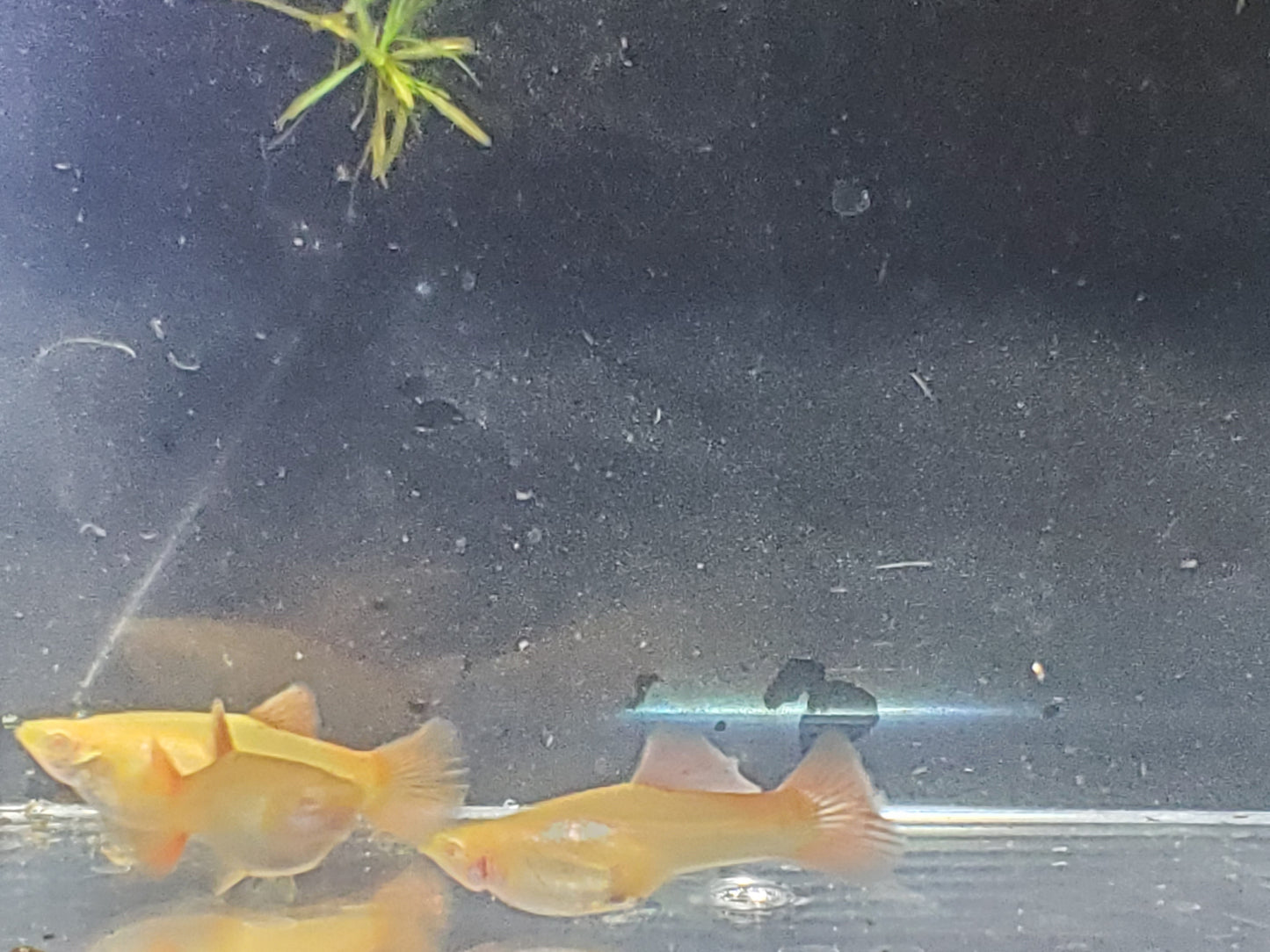 Albino Red Lace Guppy - Trios (1M/2F), Individuals, and Fry Available