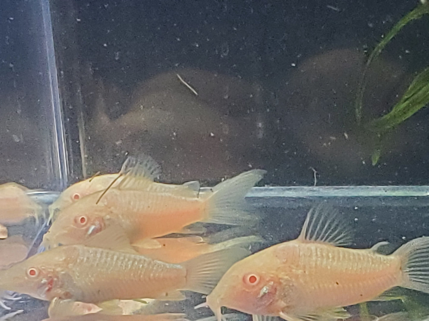Albino Corydoras Catfish - (6)