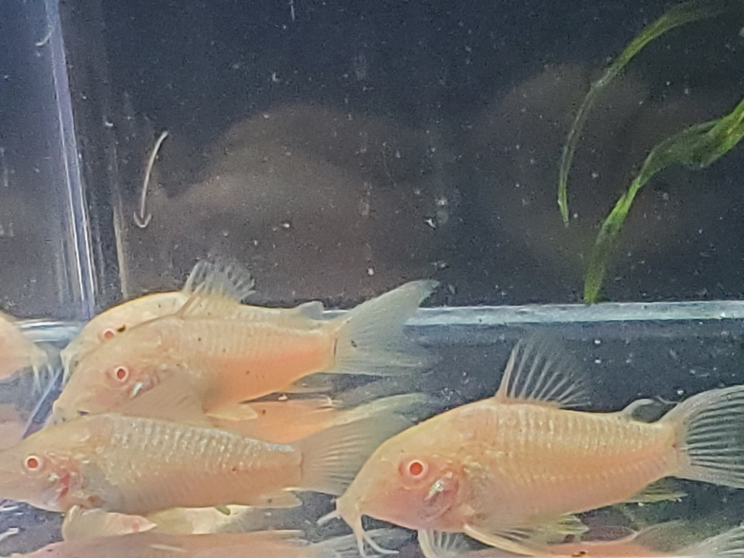 Albino Corydoras Catfish - (6)