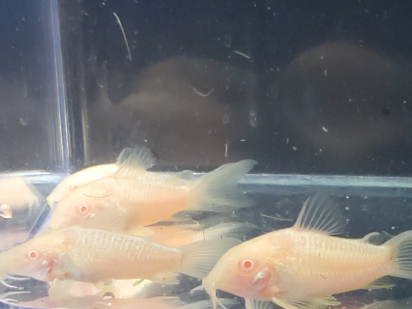 Albino Corydoras Catfish - (6)
