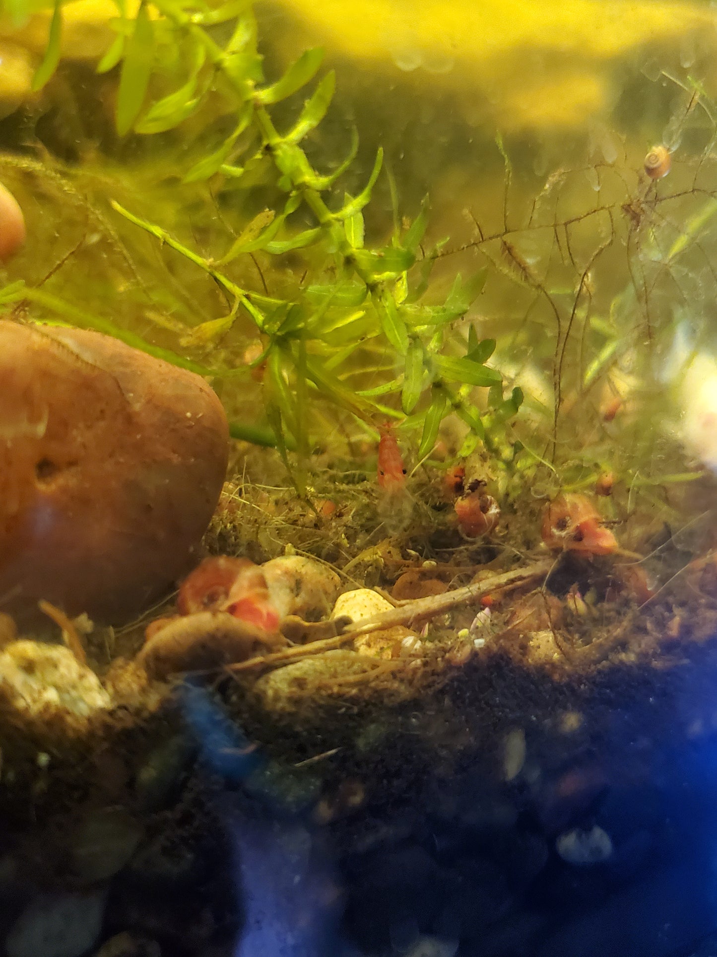 Red Cherry Shrimp - 6 pack