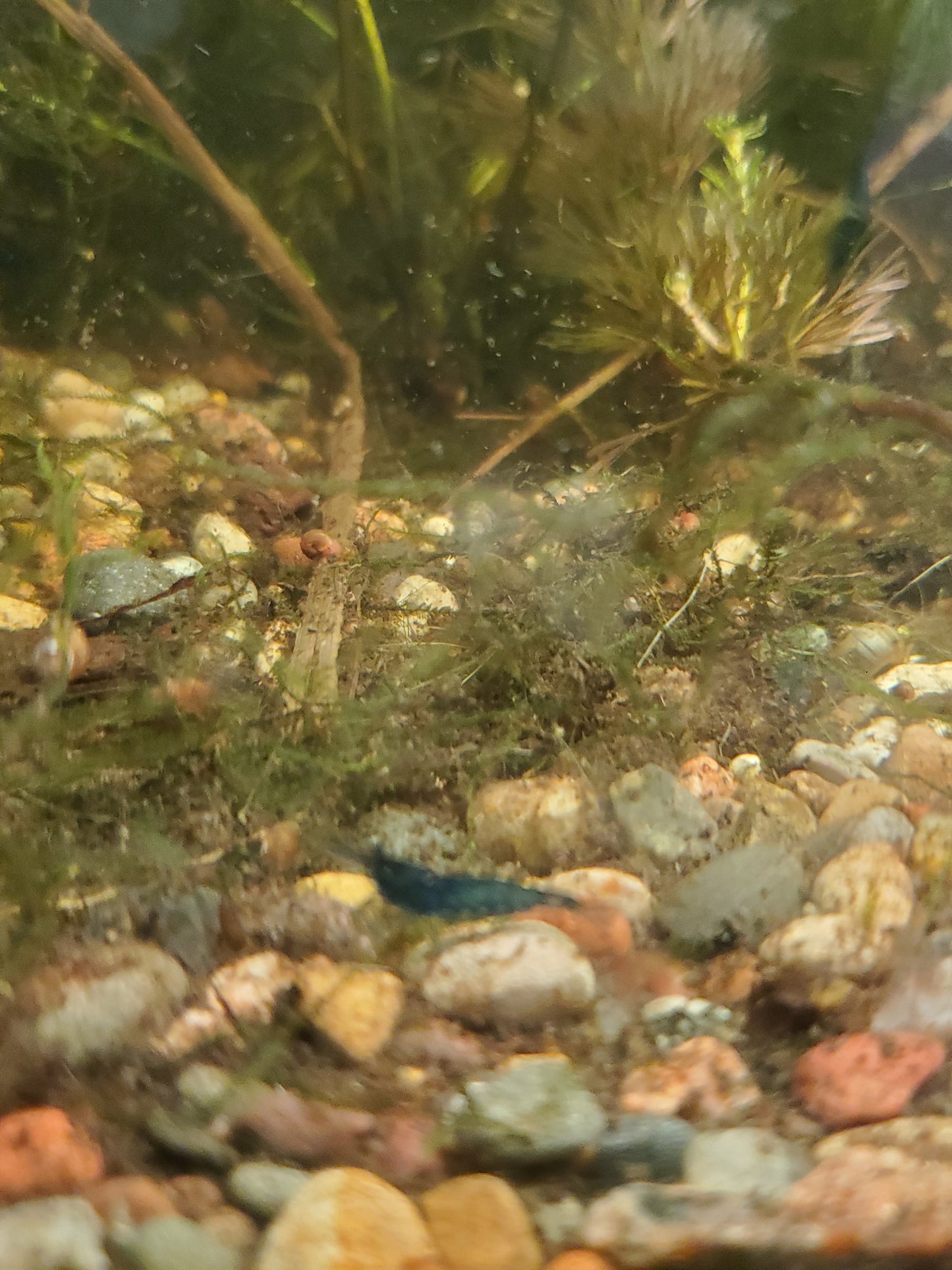 Blue Dream Shrimp - 6 pack