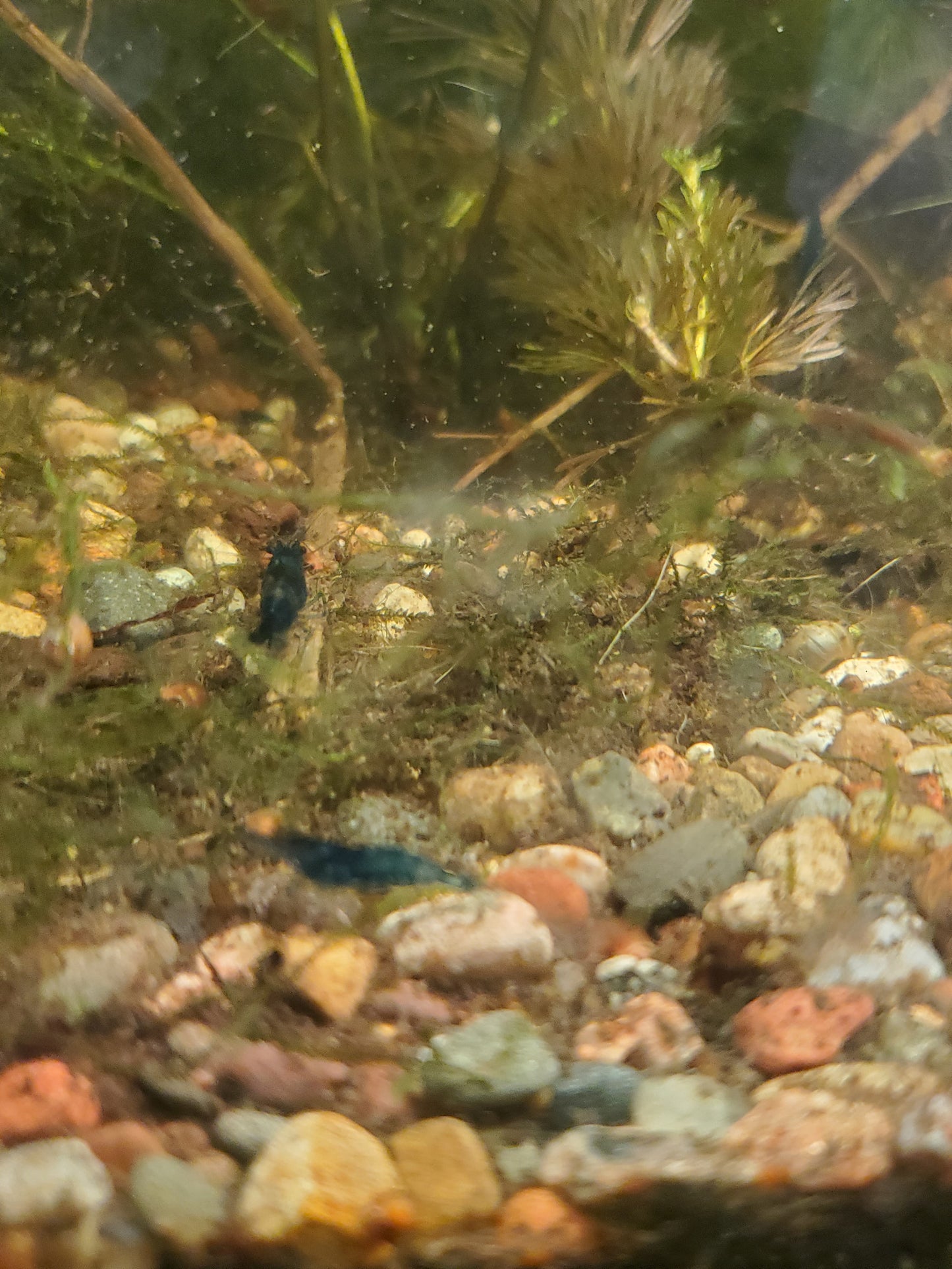Blue Dream Shrimp - 6 pack