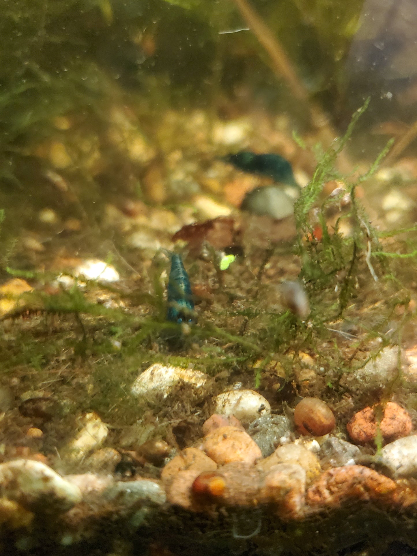 Blue Dream Shrimp - 6 pack