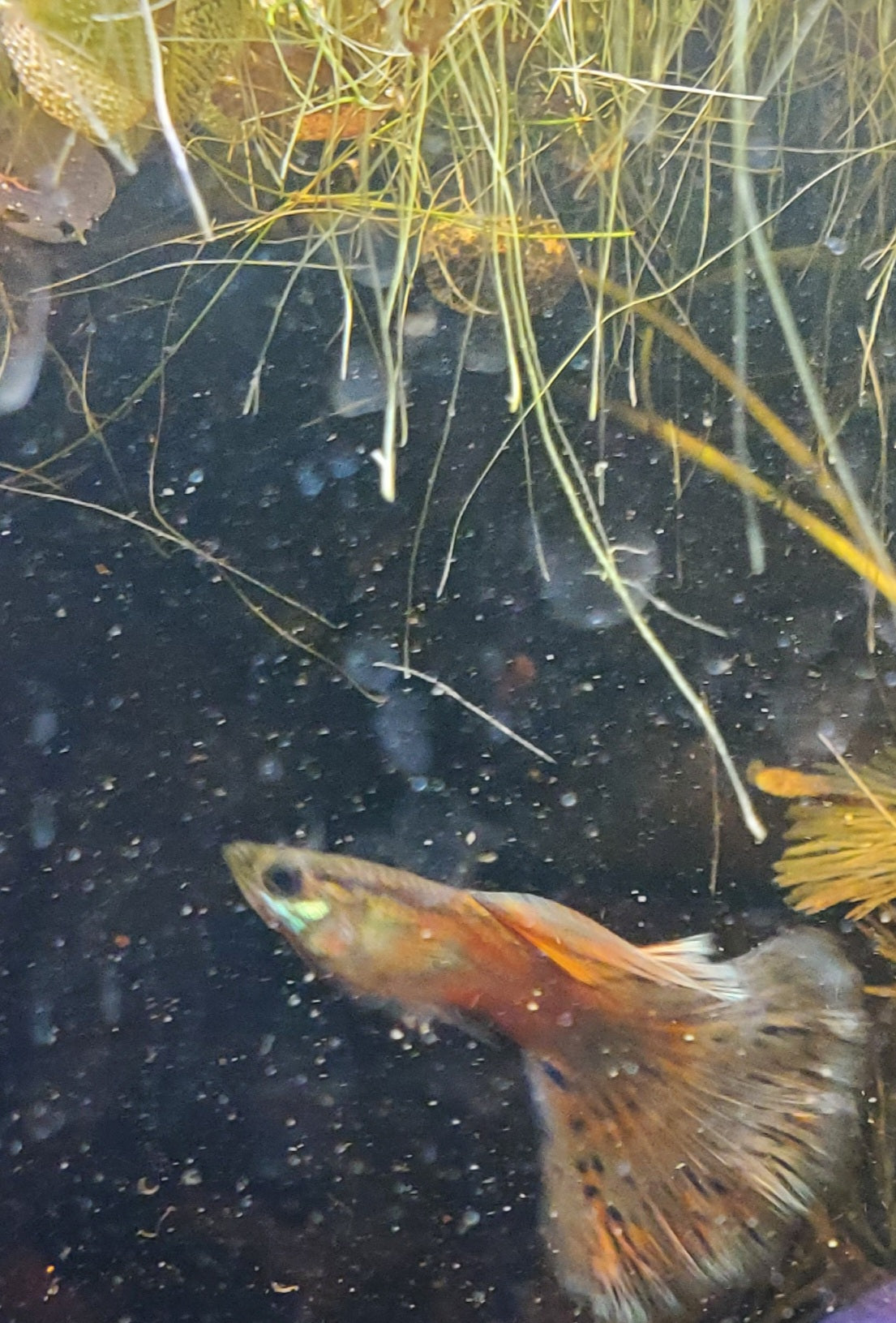Pink Grass Guppy  - Trios (1M/2F), Individuals, and Fry Available