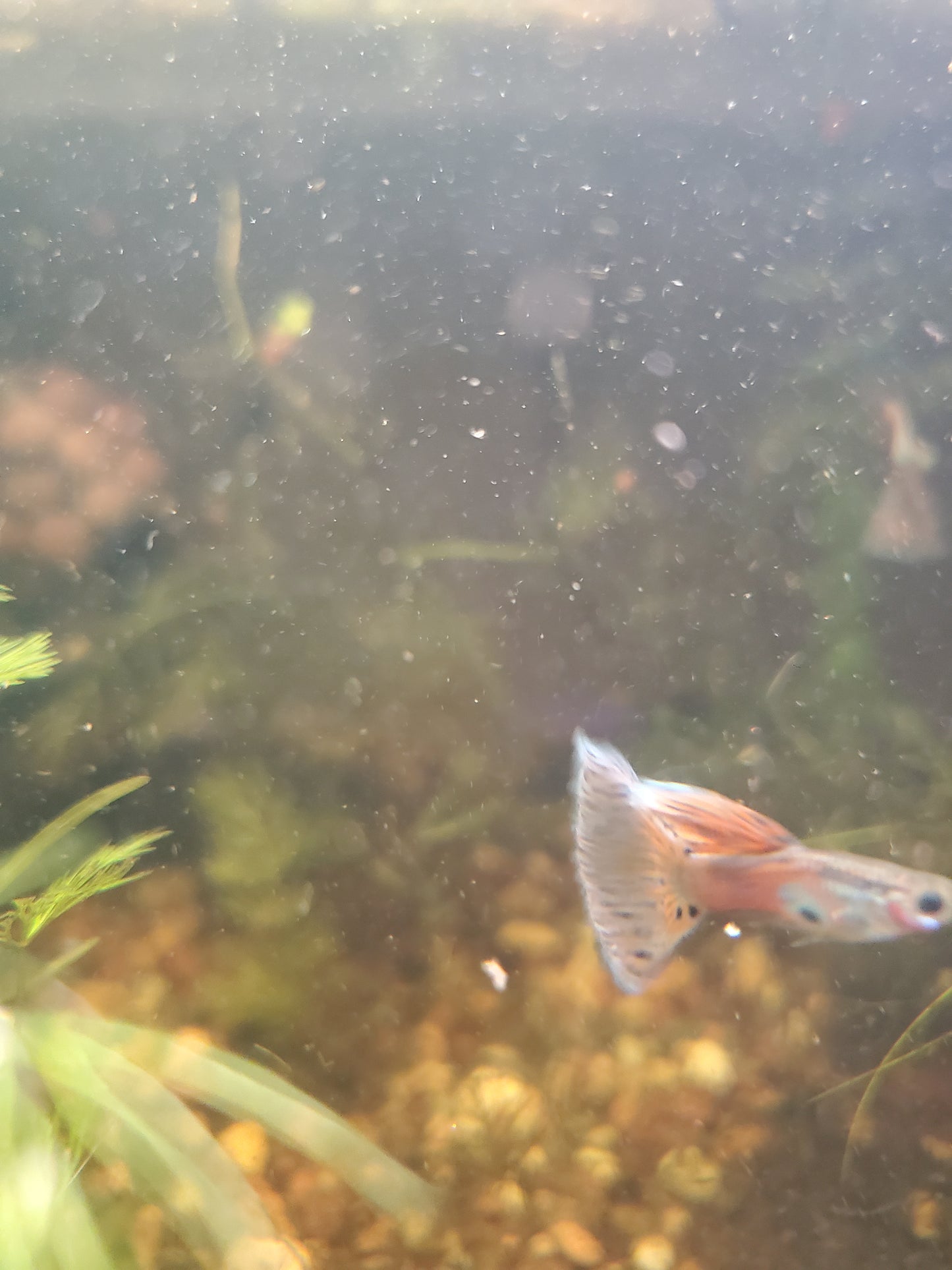 Pink Grass Guppy  - Trios (1M/2F), Individuals, and Fry Available