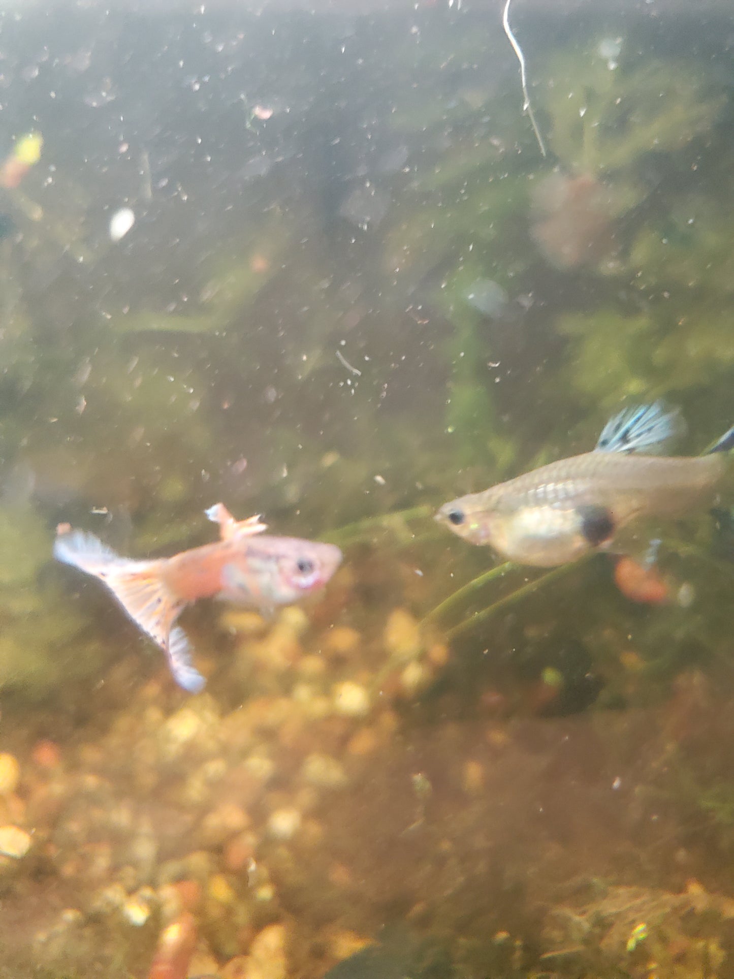 Pink Grass Guppy  - Trios (1M/2F), Individuals, and Fry Available