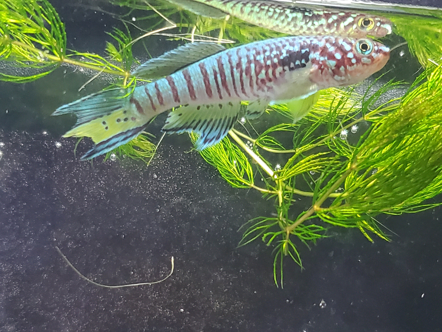 Killifish Blue Gularis (non-annual) - Pair 1M/1F