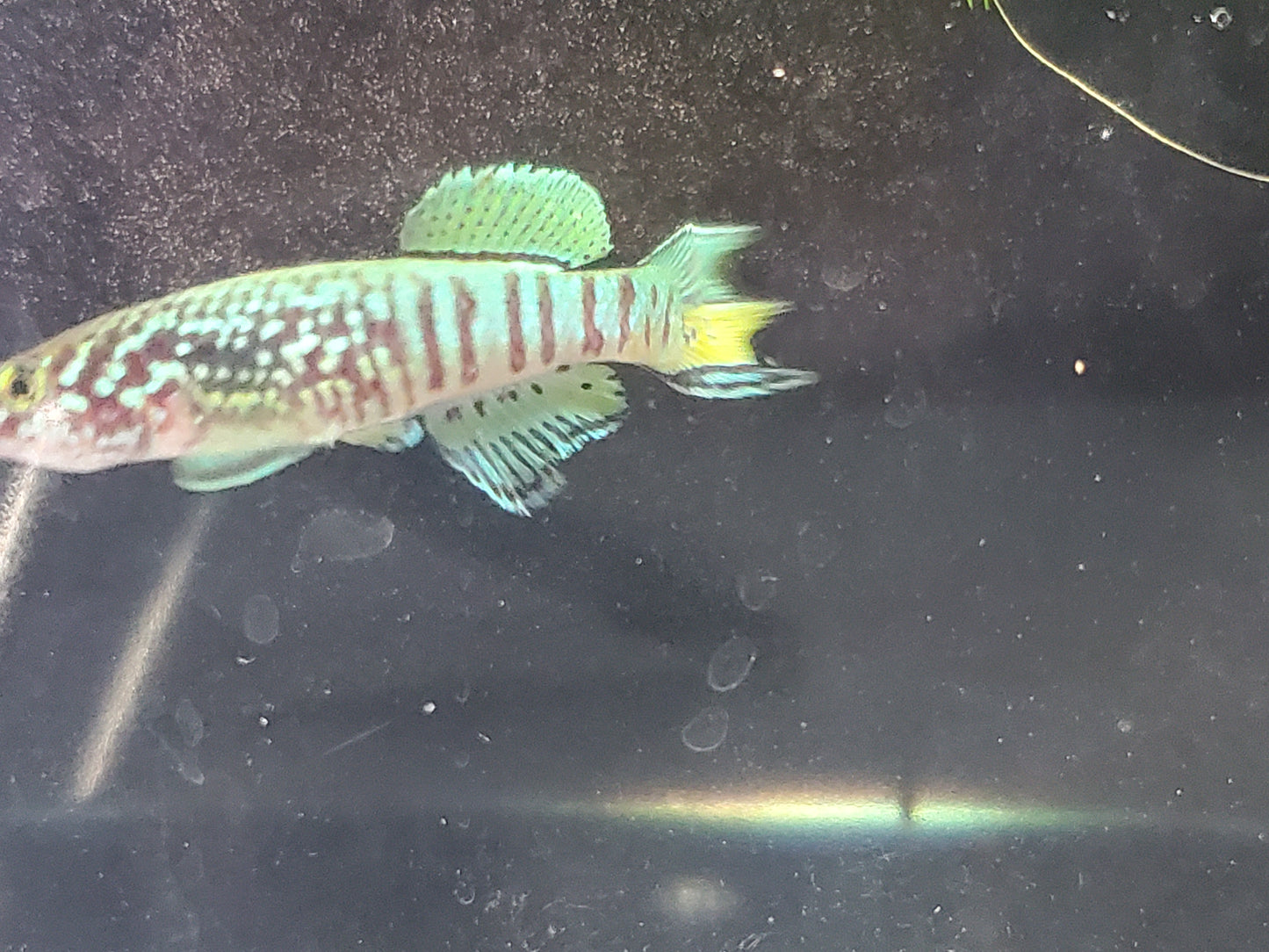 Killifish Blue Gularis (non-annual) - Pair 1M/1F