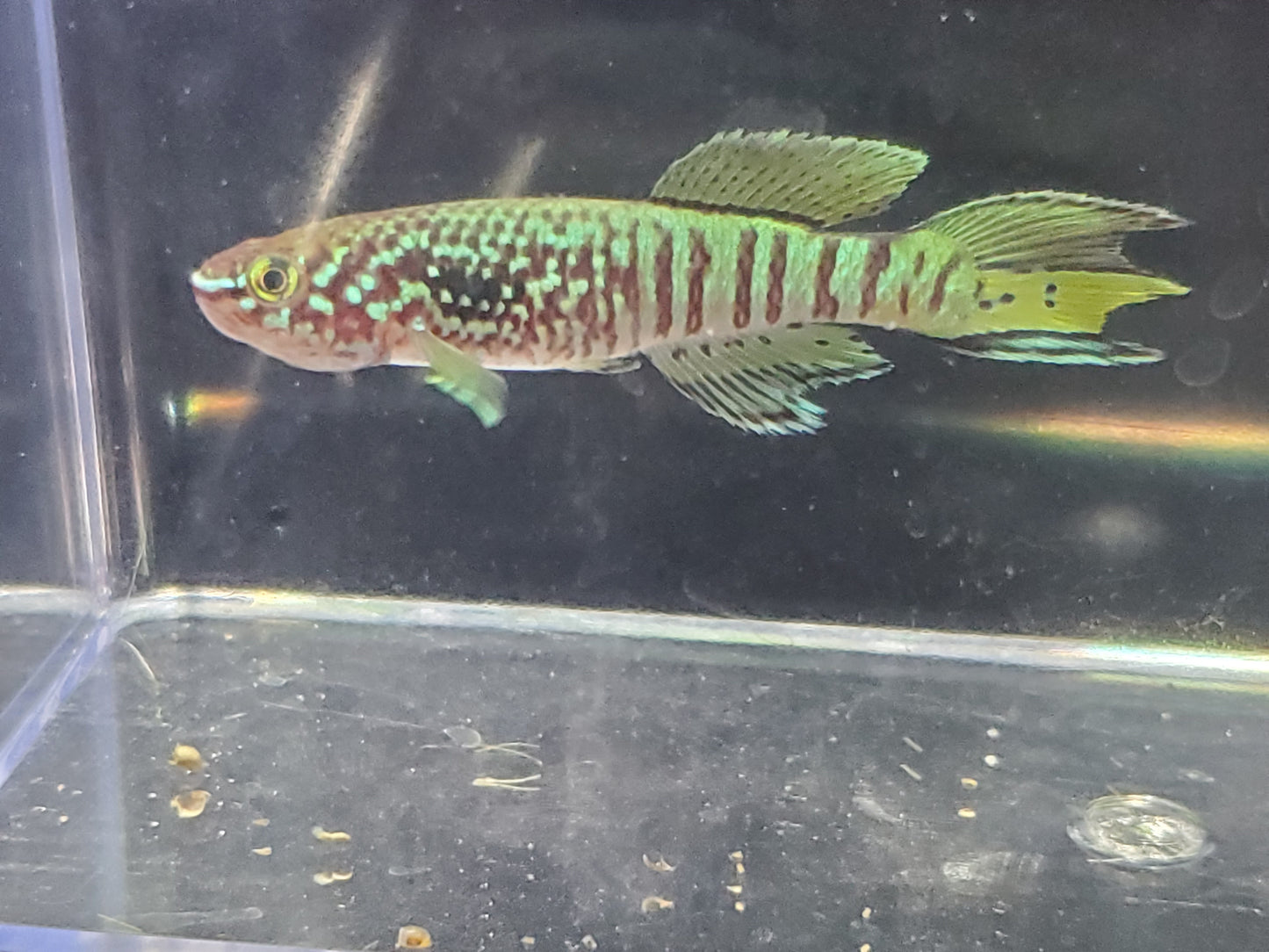 Killifish Blue Gularis (non-annual) - Pair 1M/1F