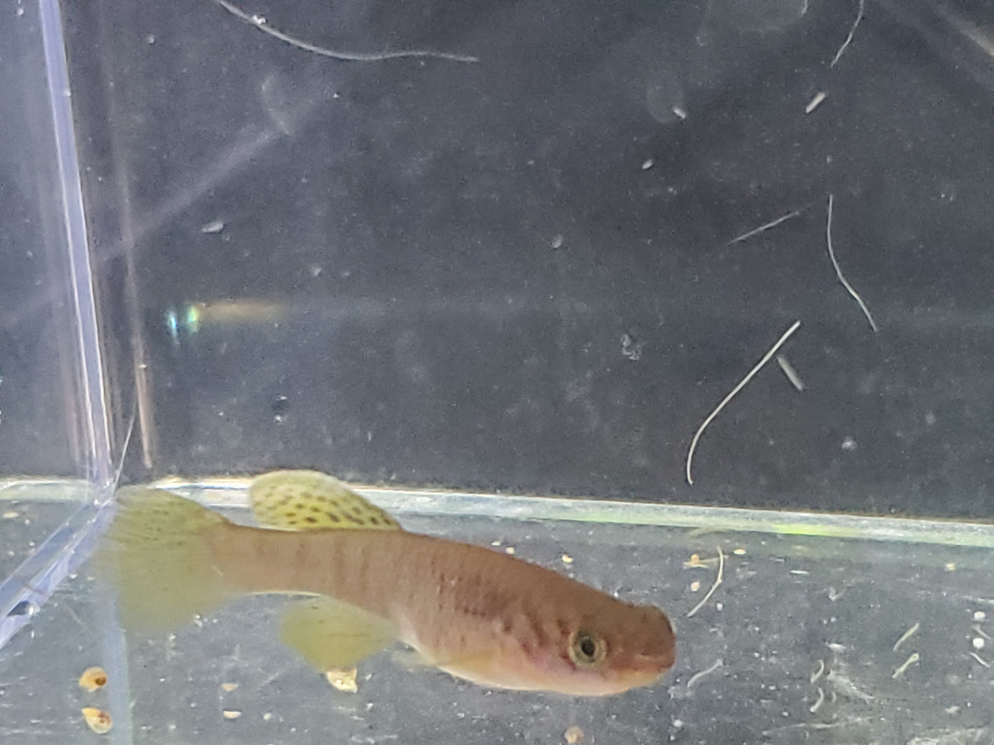 Killifish - Red Dwarf Gularis (non-annual) - Pair 1M/1F